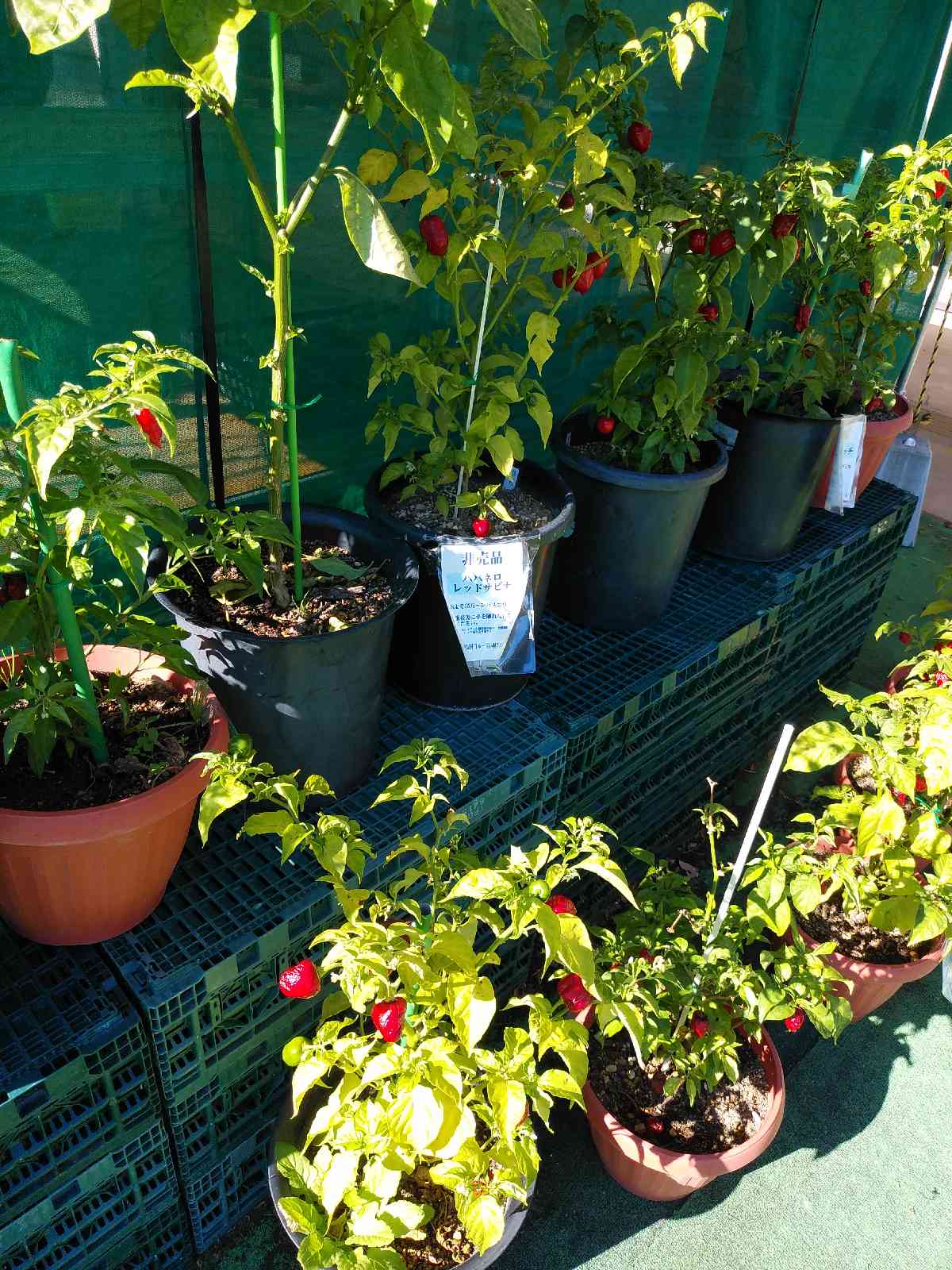 投稿された画像