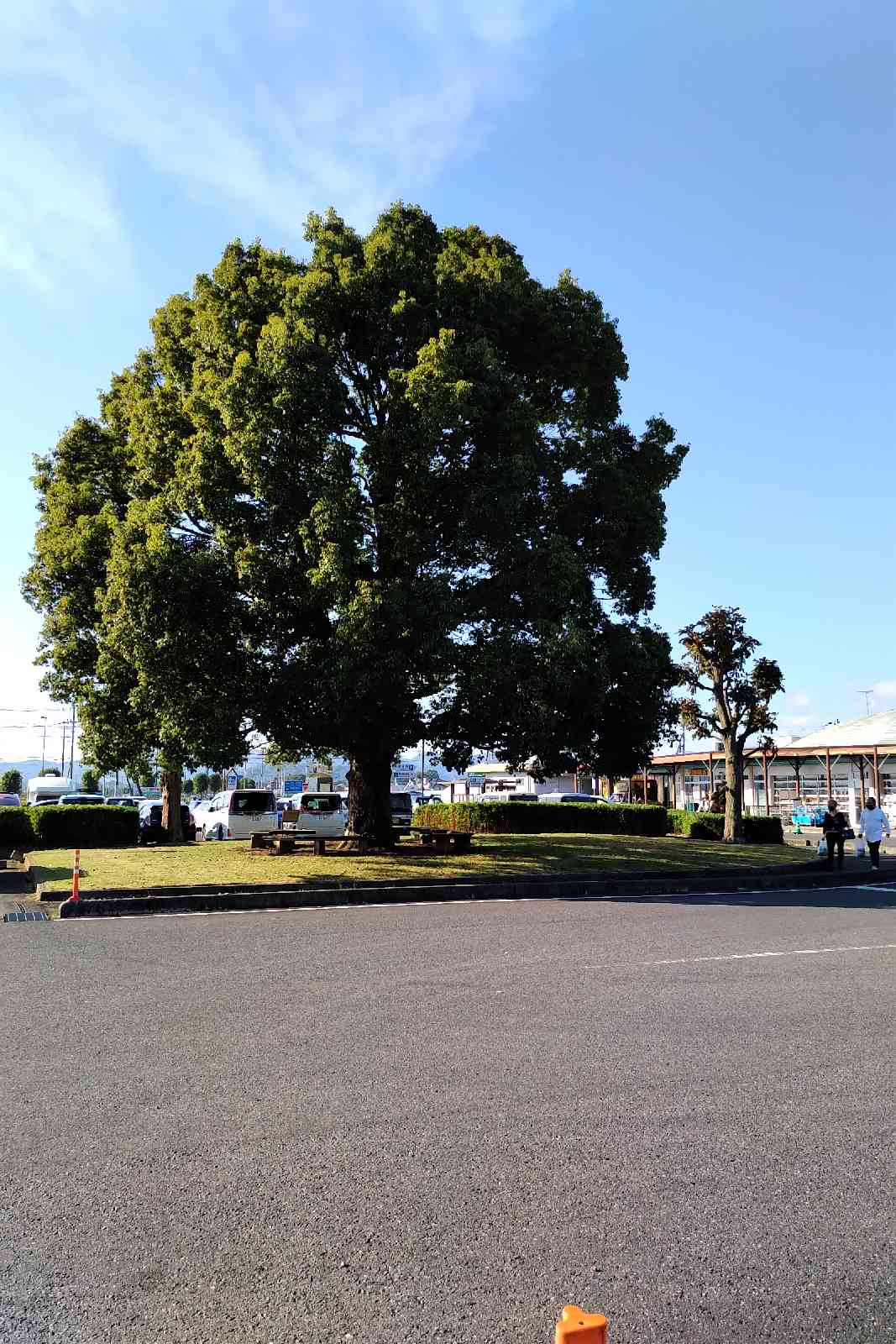 投稿された画像