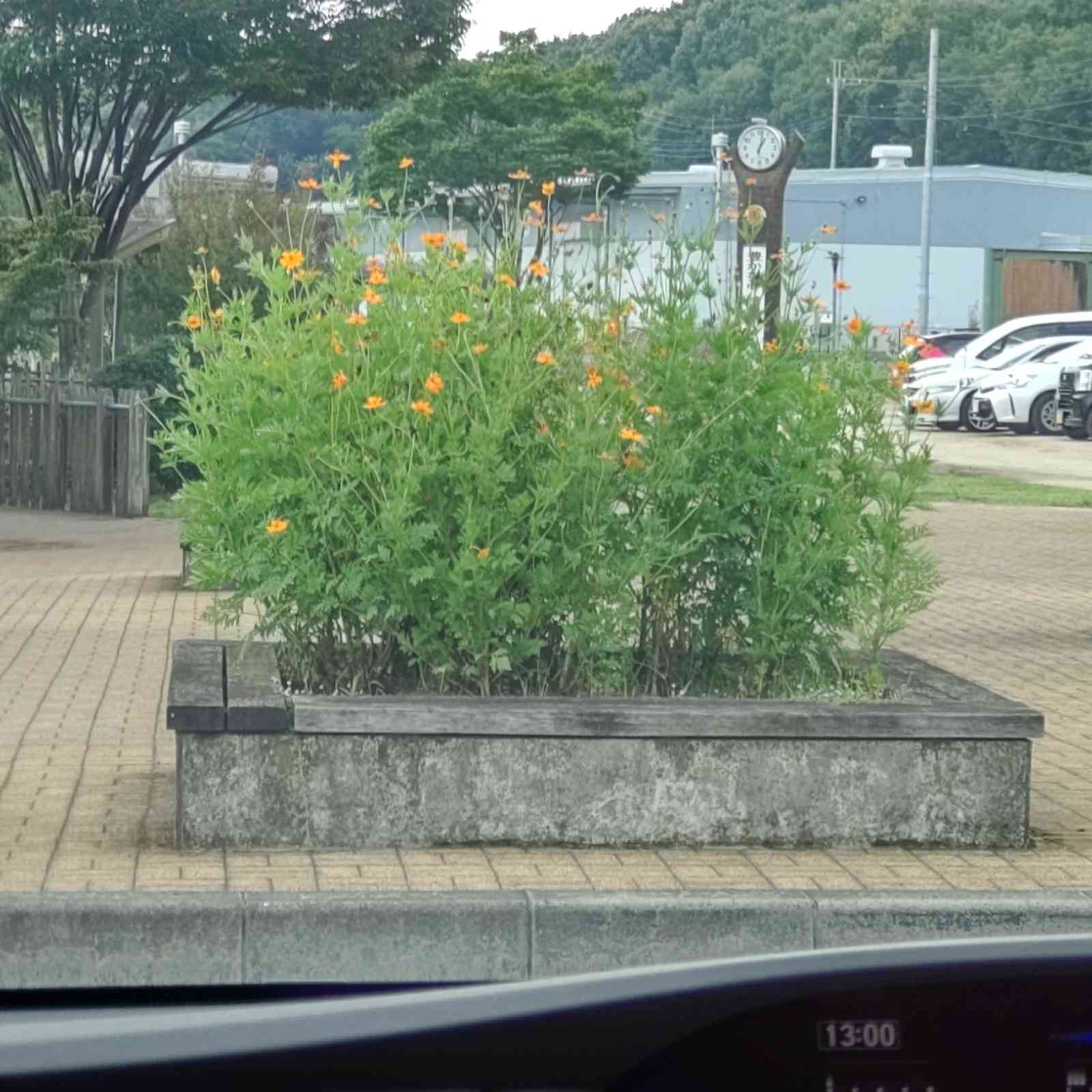 投稿された画像