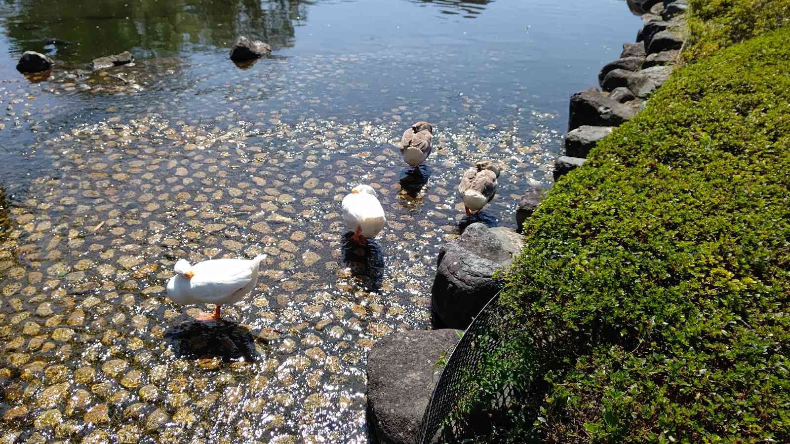 投稿された画像
