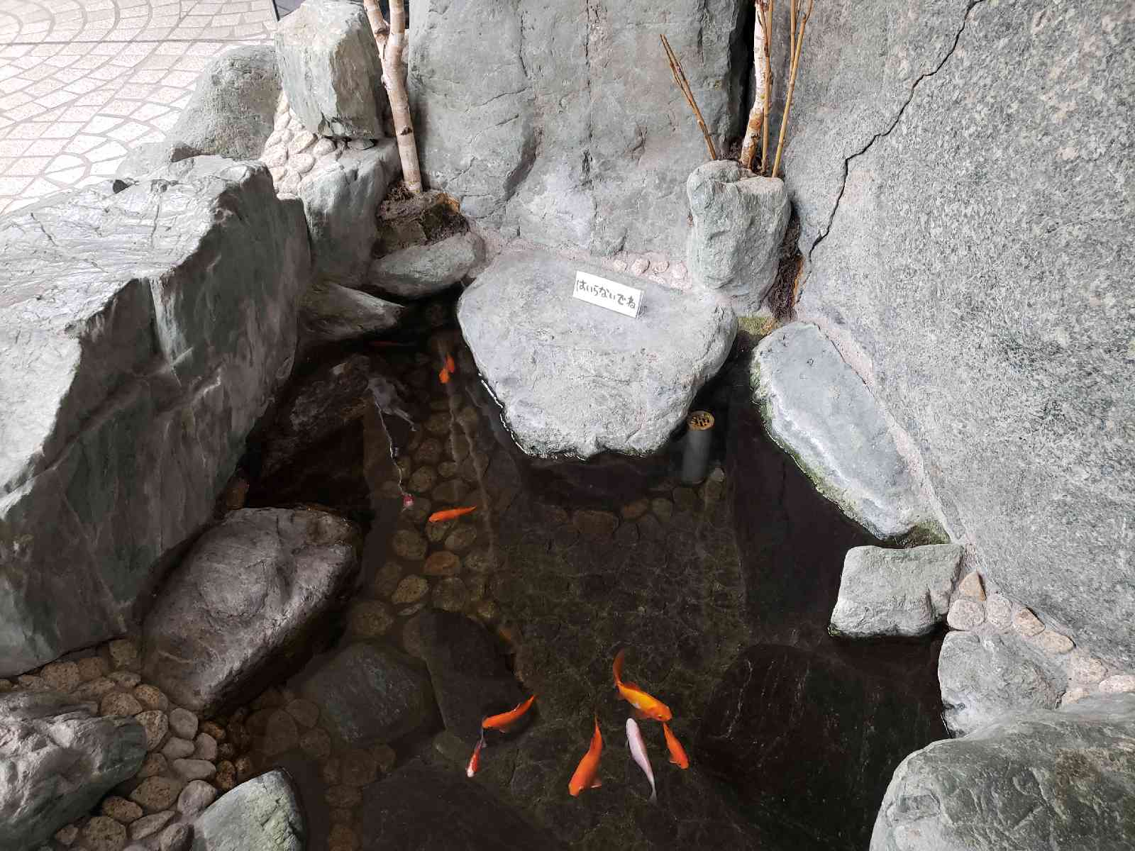 投稿された画像