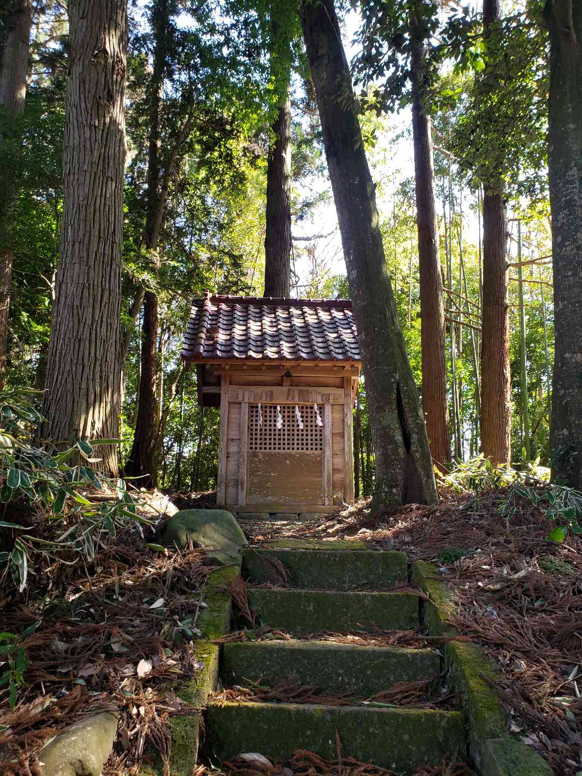 投稿された画像