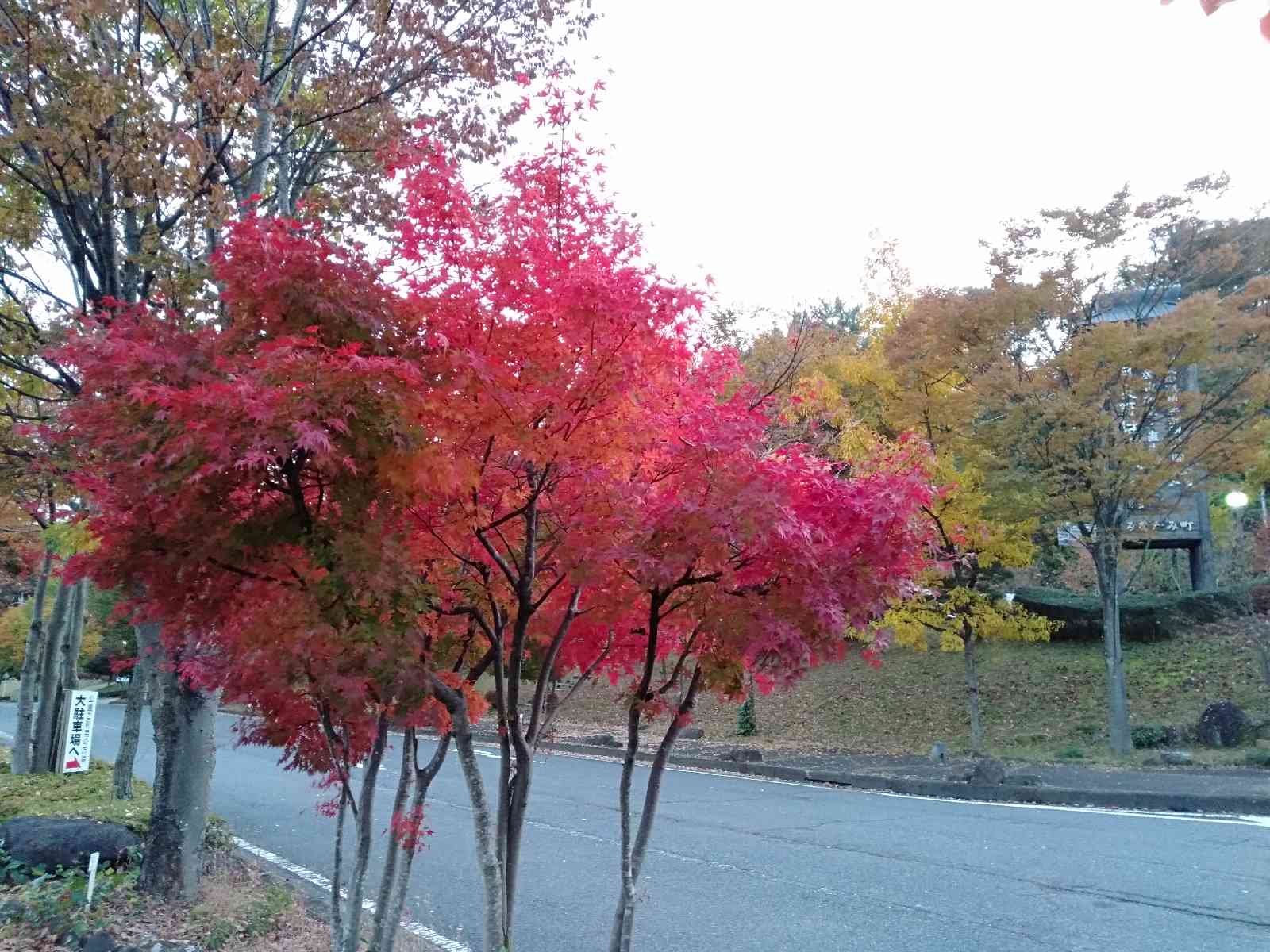 投稿された画像
