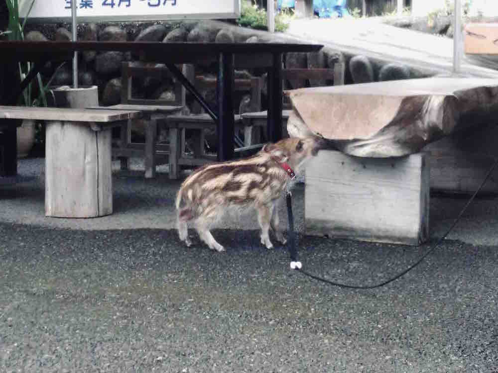 投稿された画像