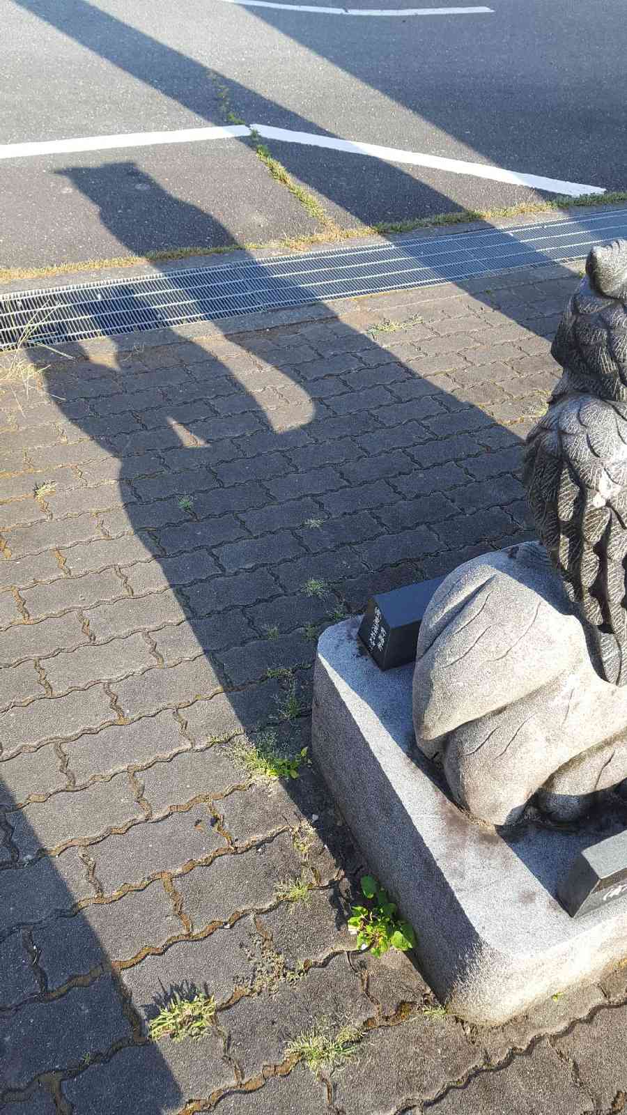 投稿された画像