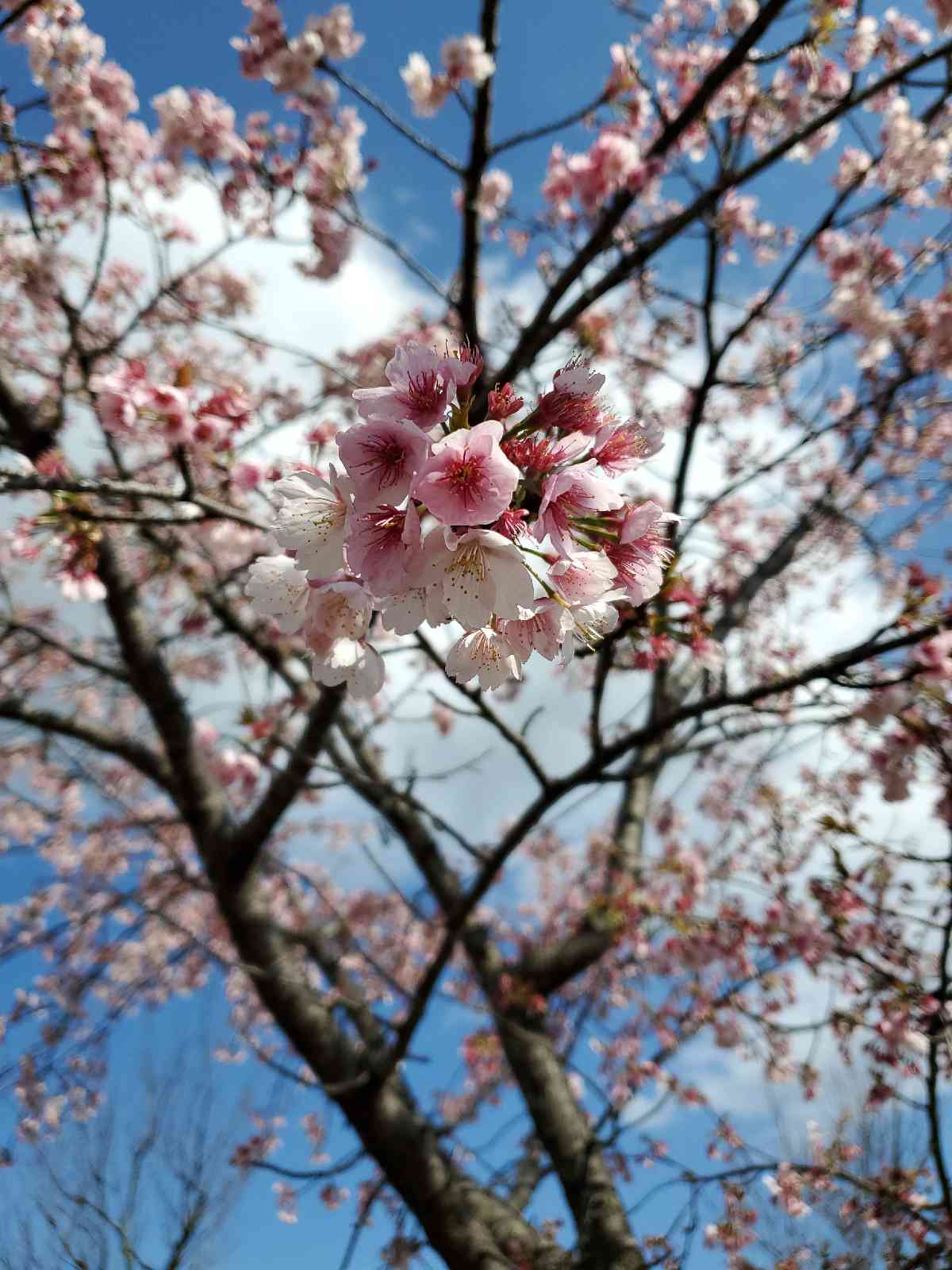 投稿された画像