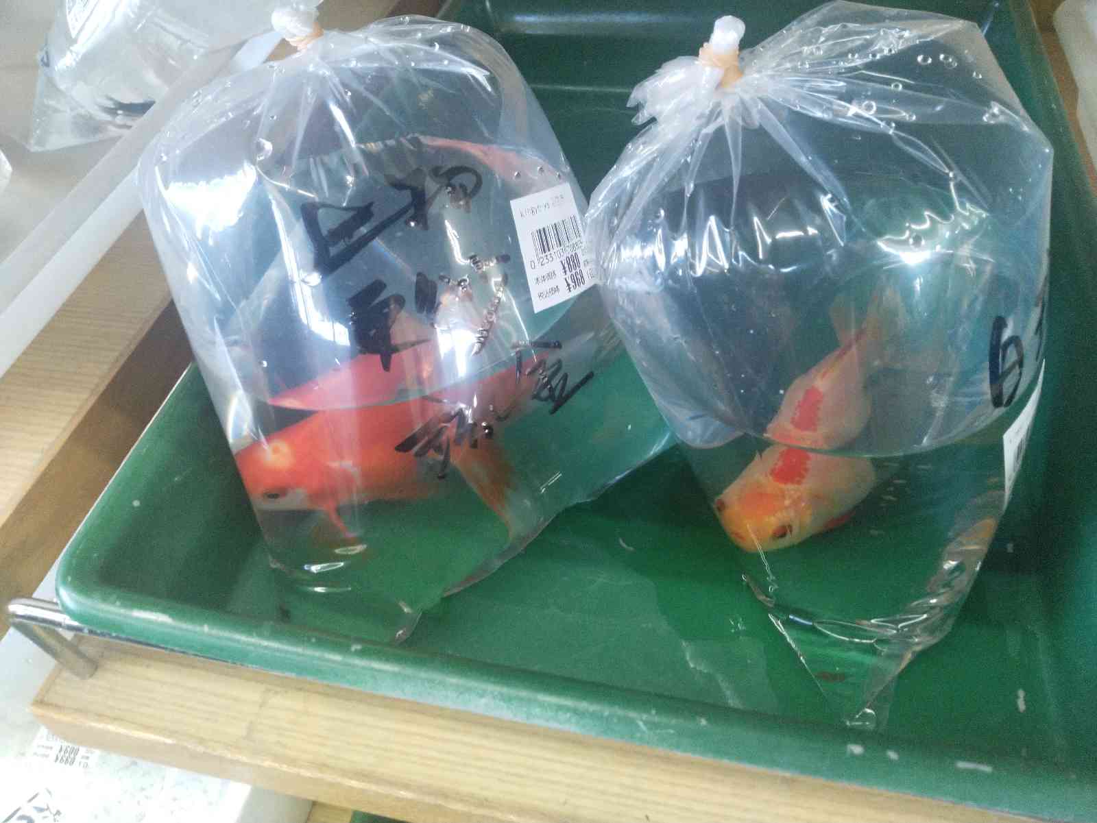 投稿された画像