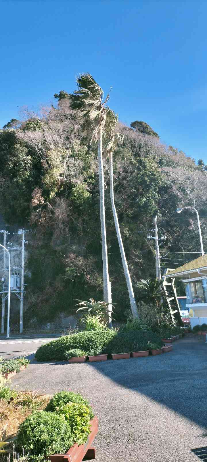 投稿された画像