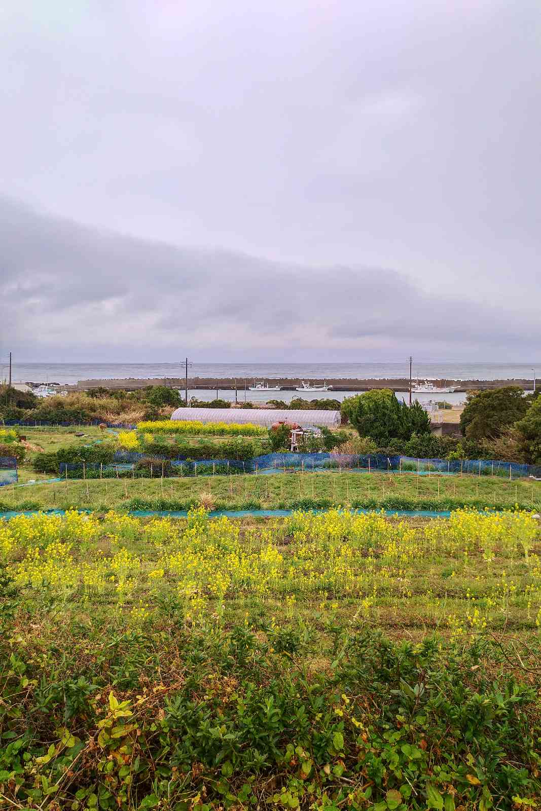 投稿された画像