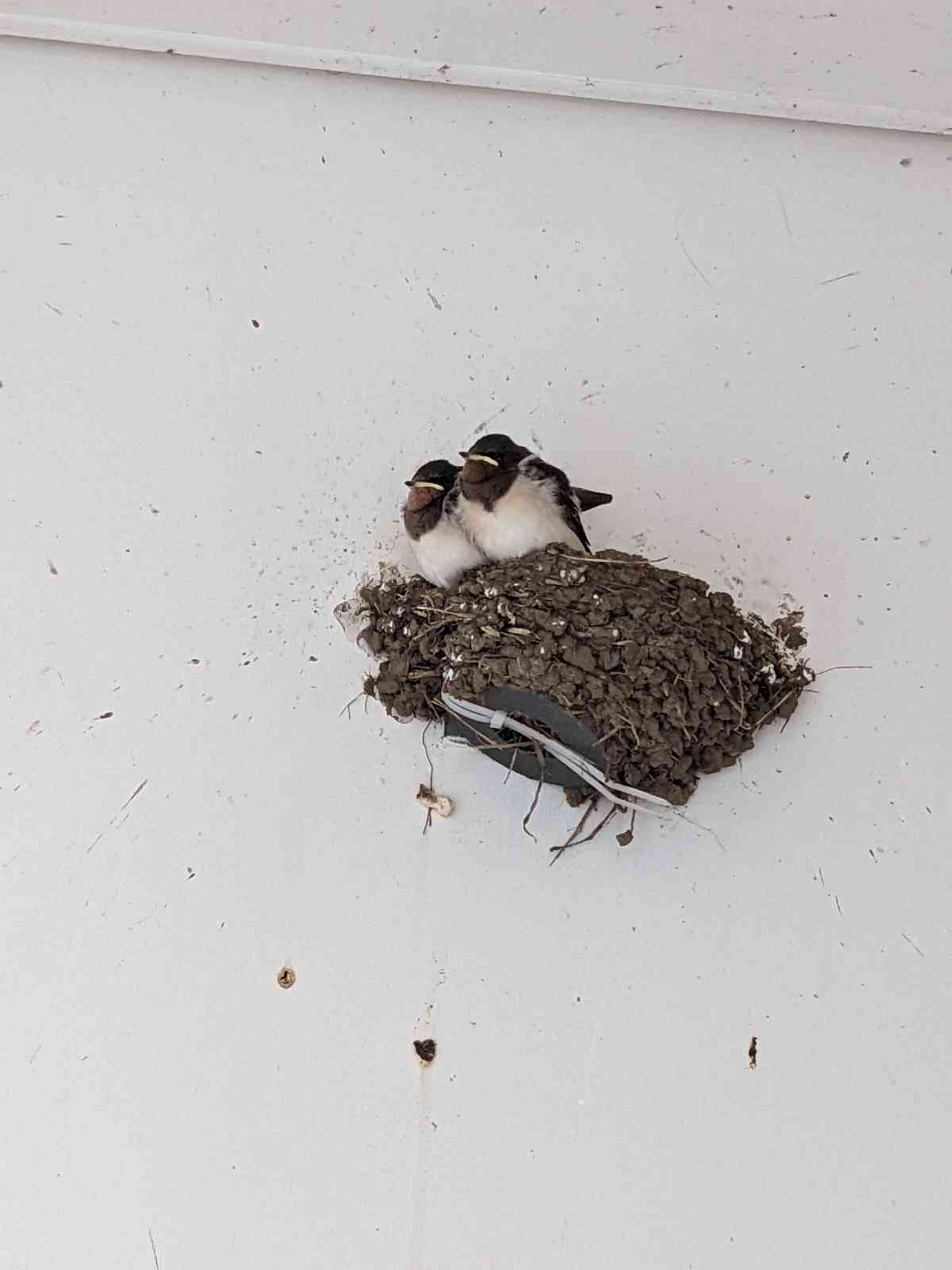 投稿された画像