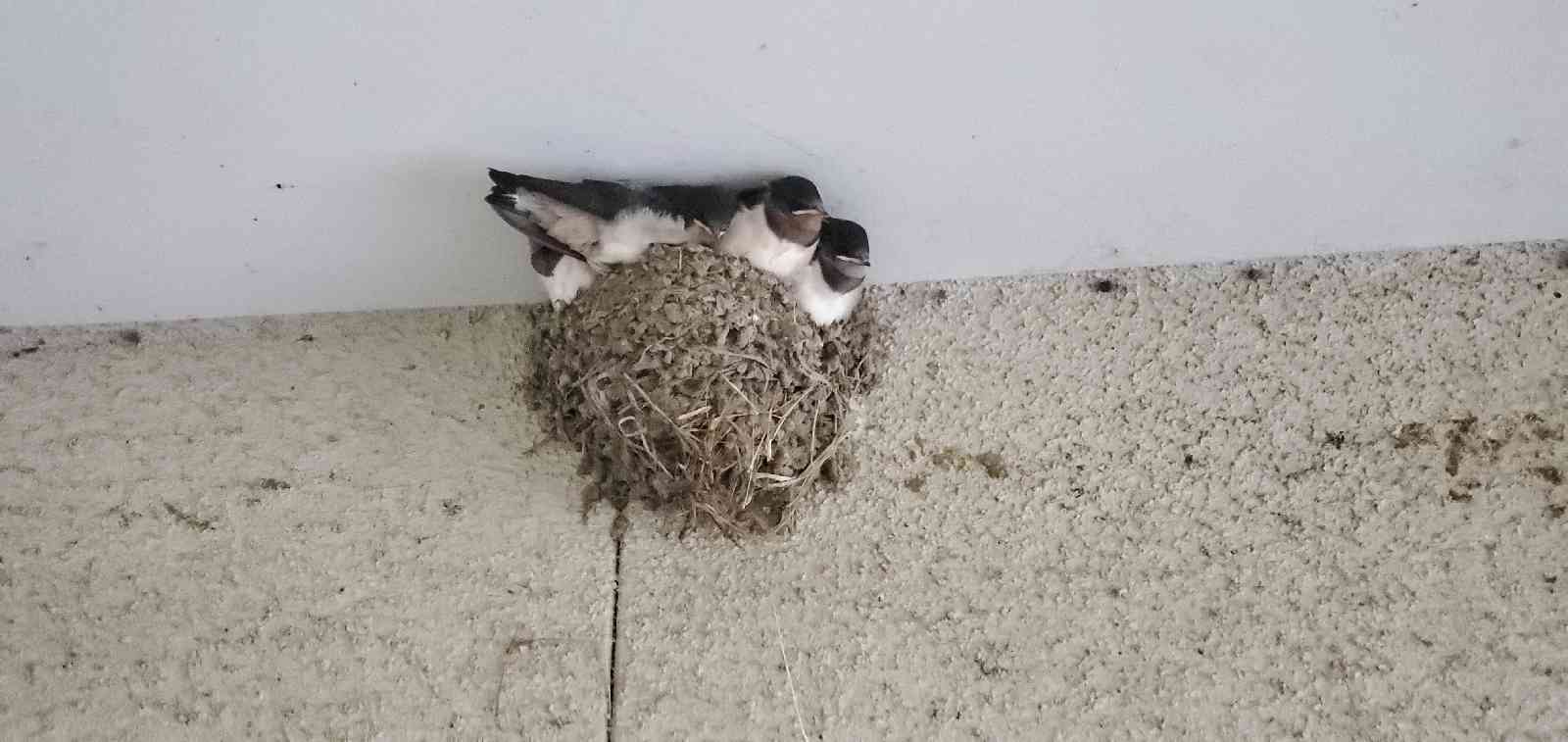投稿された画像