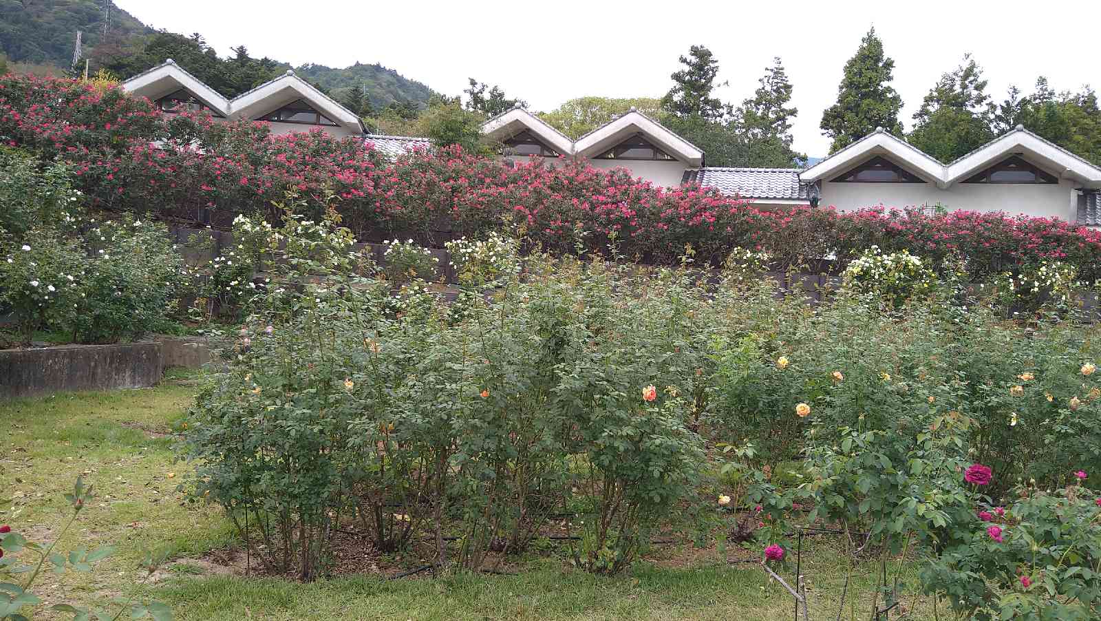 道の駅 みのぶ・富士川観光センターの写真