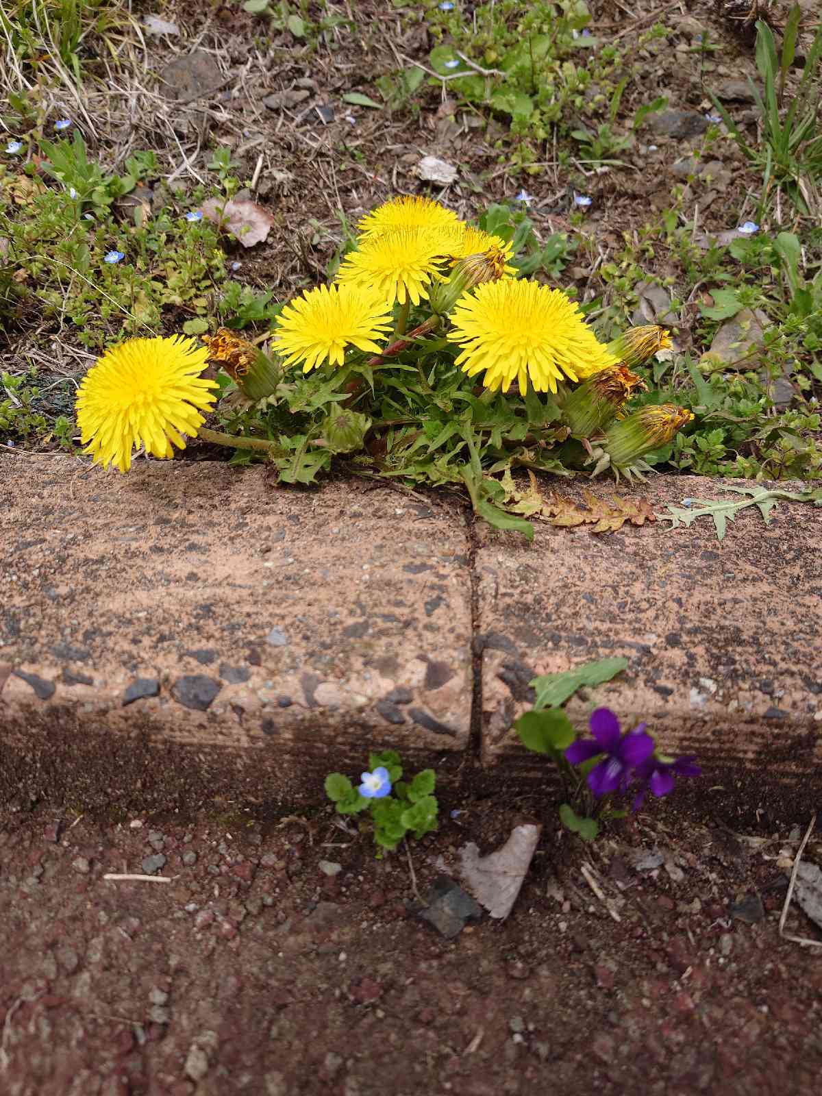 投稿された画像