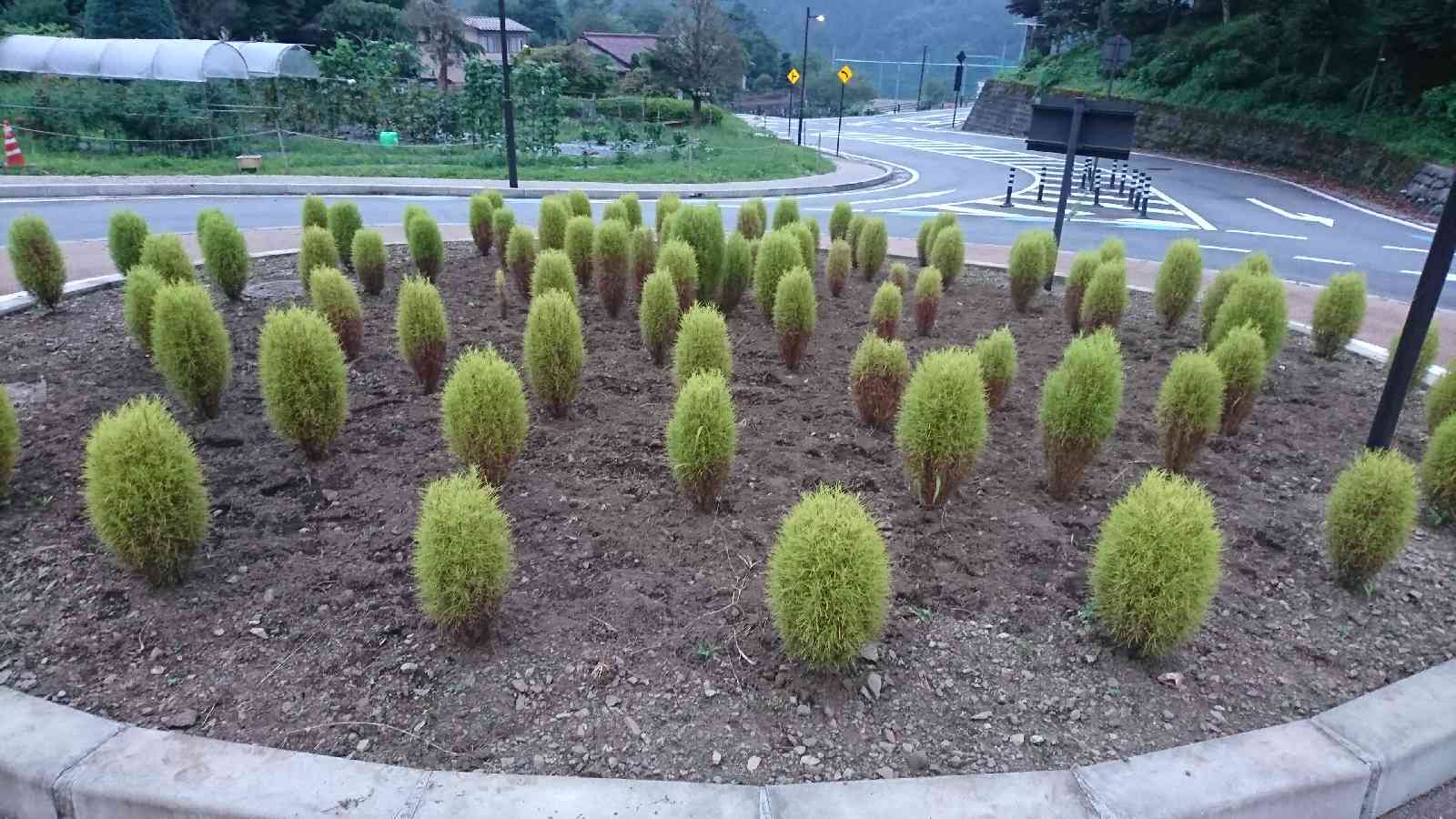 投稿された画像