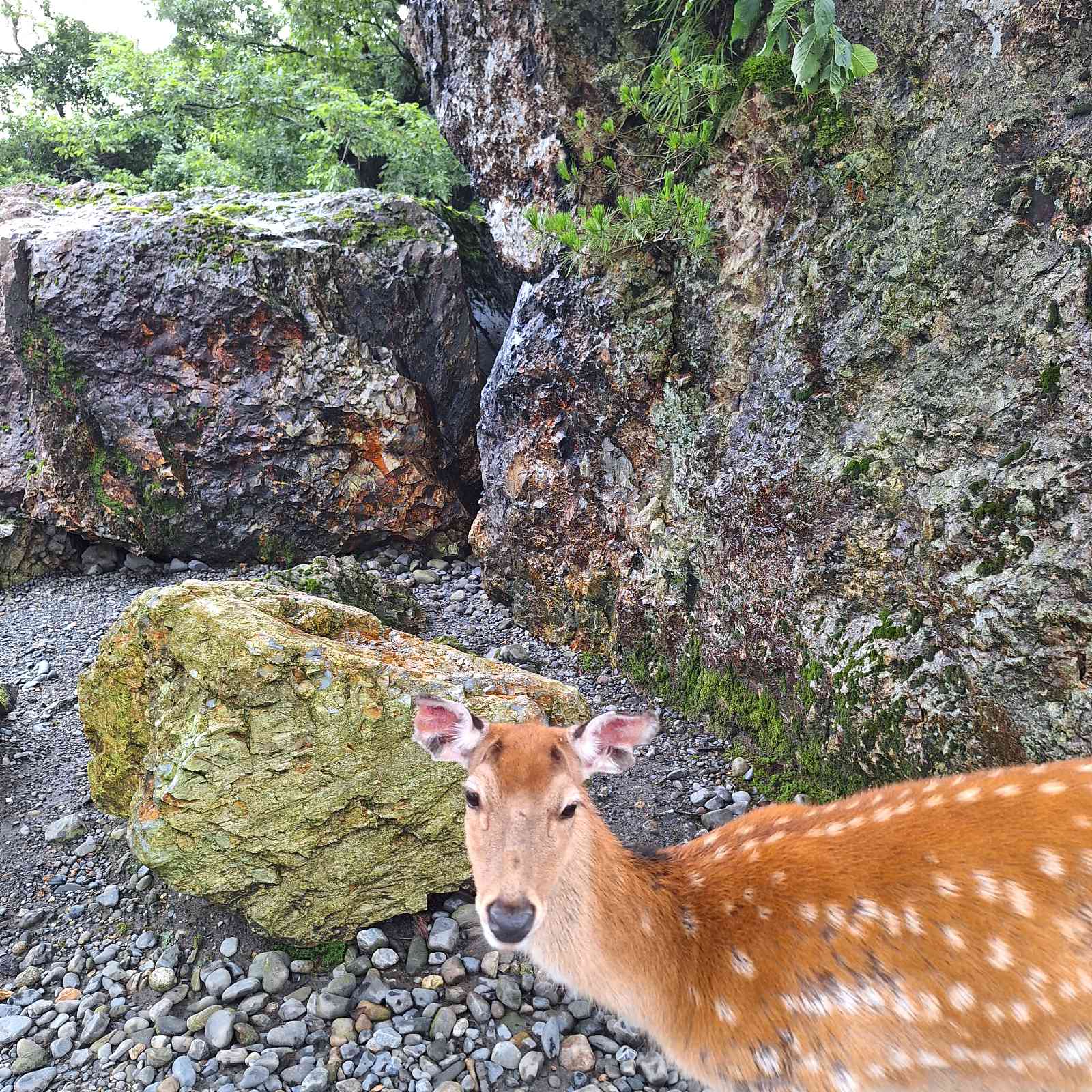 道の駅 胎内の写真