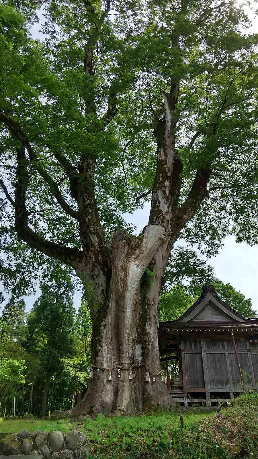 投稿された画像