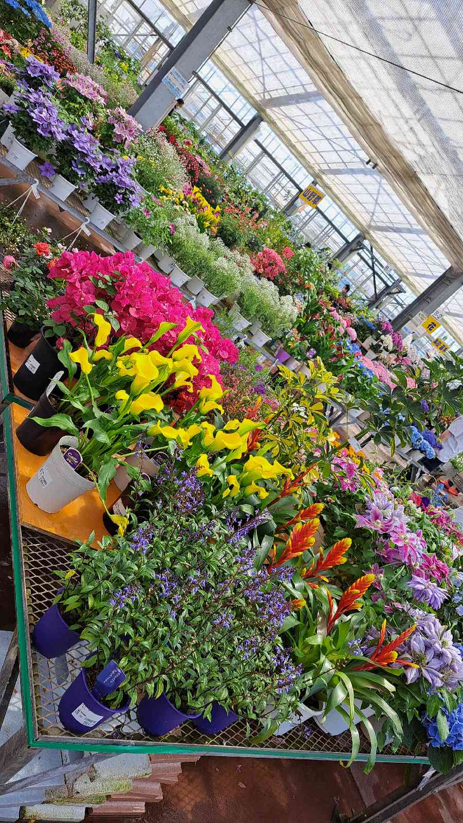 道の駅 花夢里にいつの写真