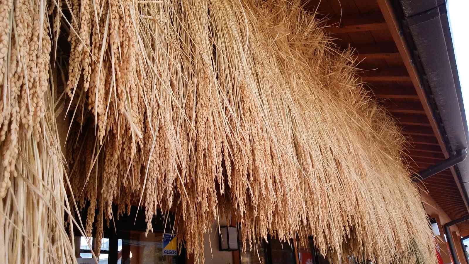 投稿された画像