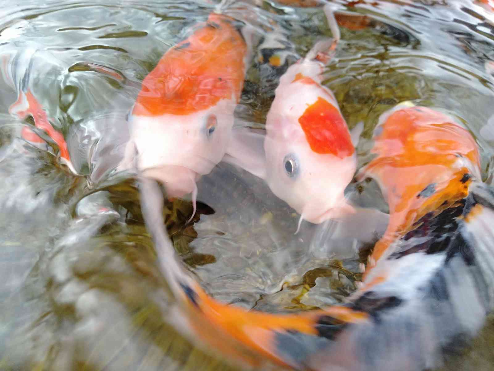 投稿された画像