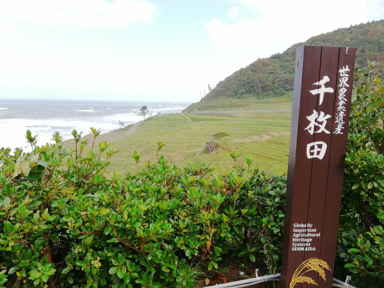 投稿された画像