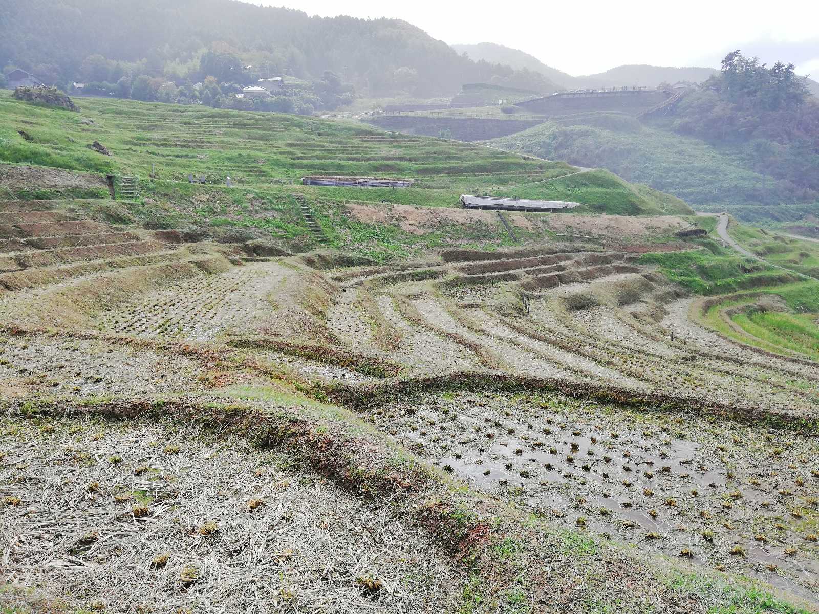 投稿された画像