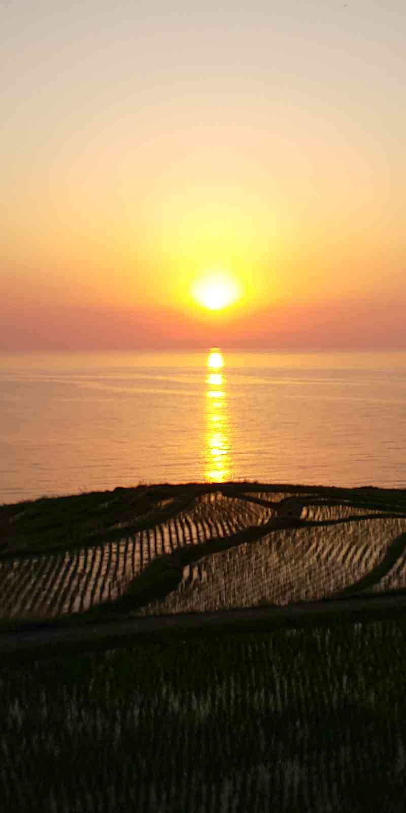 投稿された画像