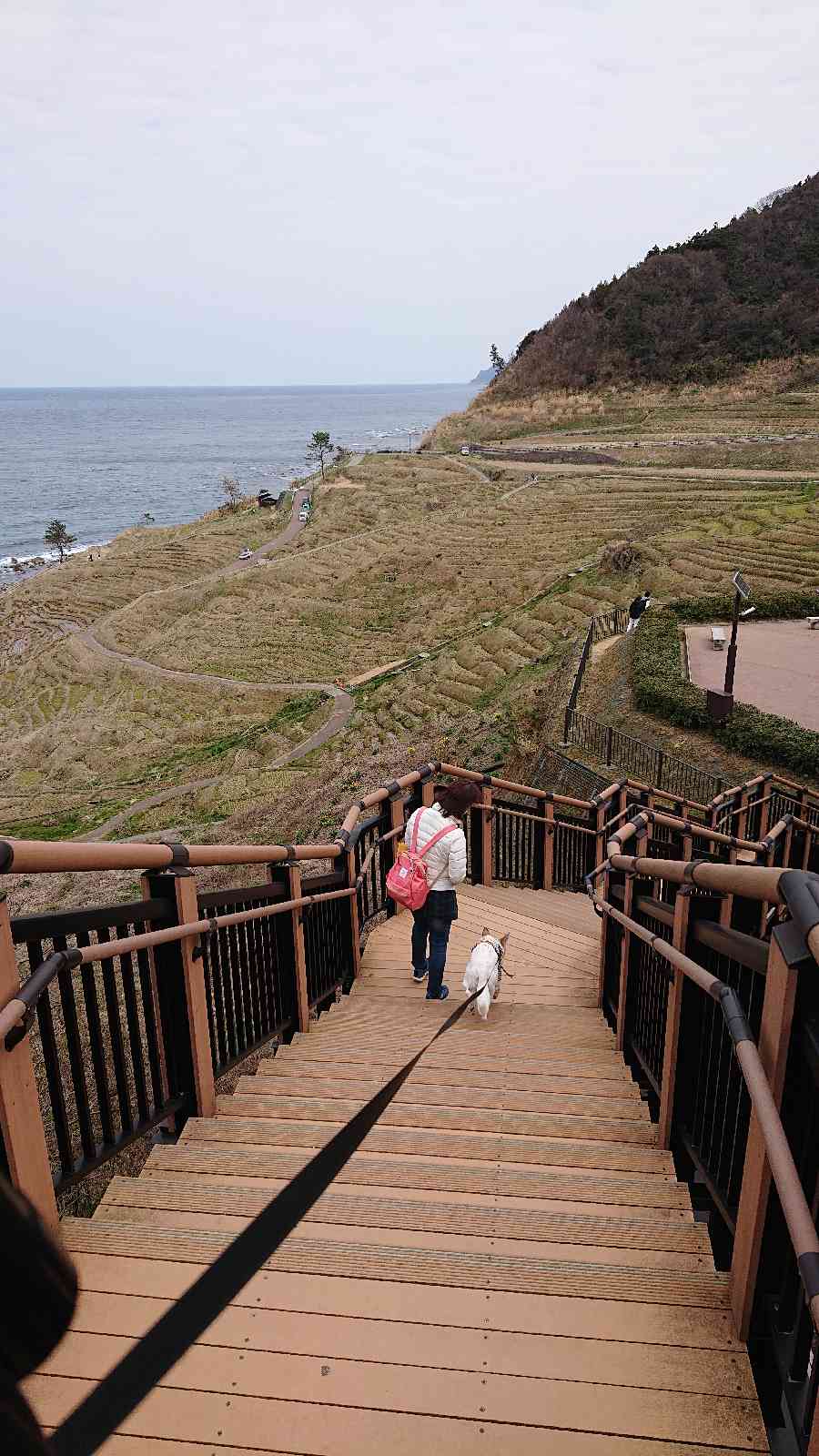 投稿された画像