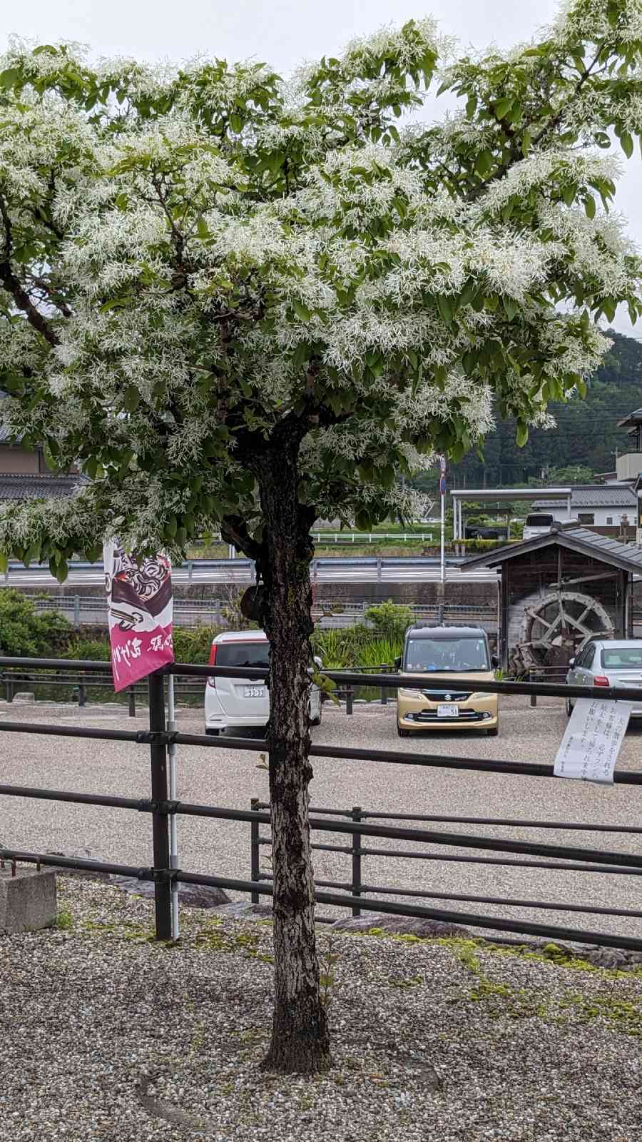 道の駅 むげ川の写真