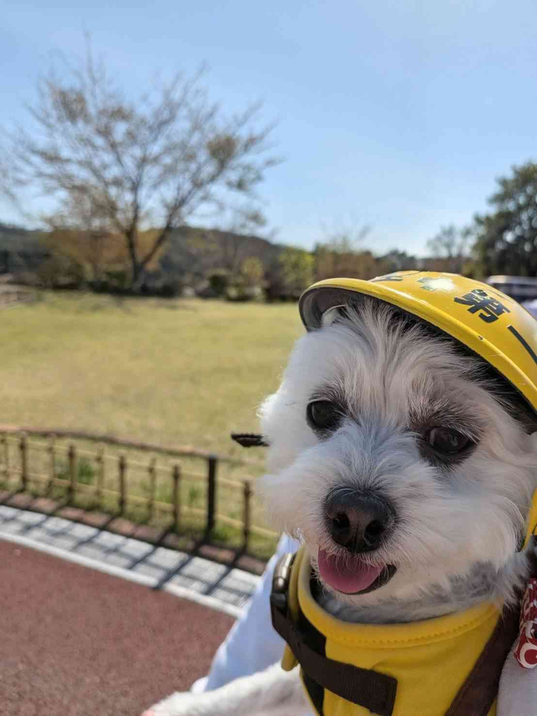 道の駅 おばあちゃん市・山岡の写真