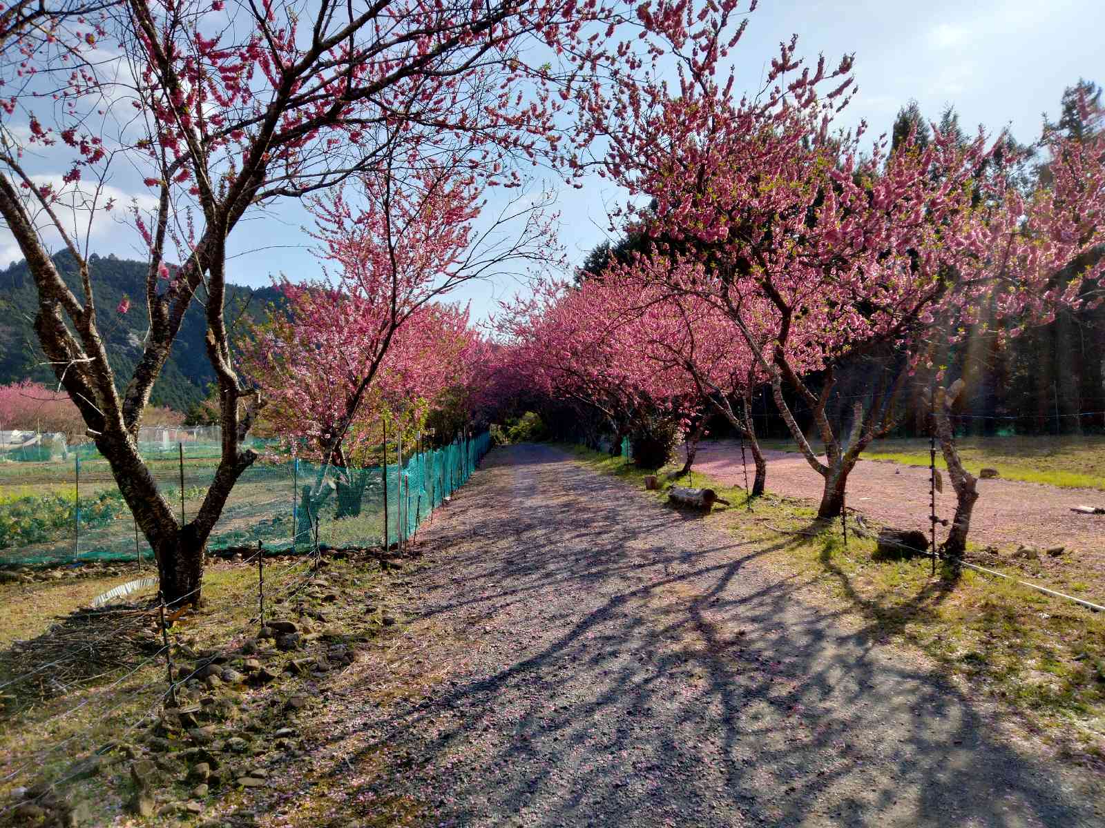 投稿された画像
