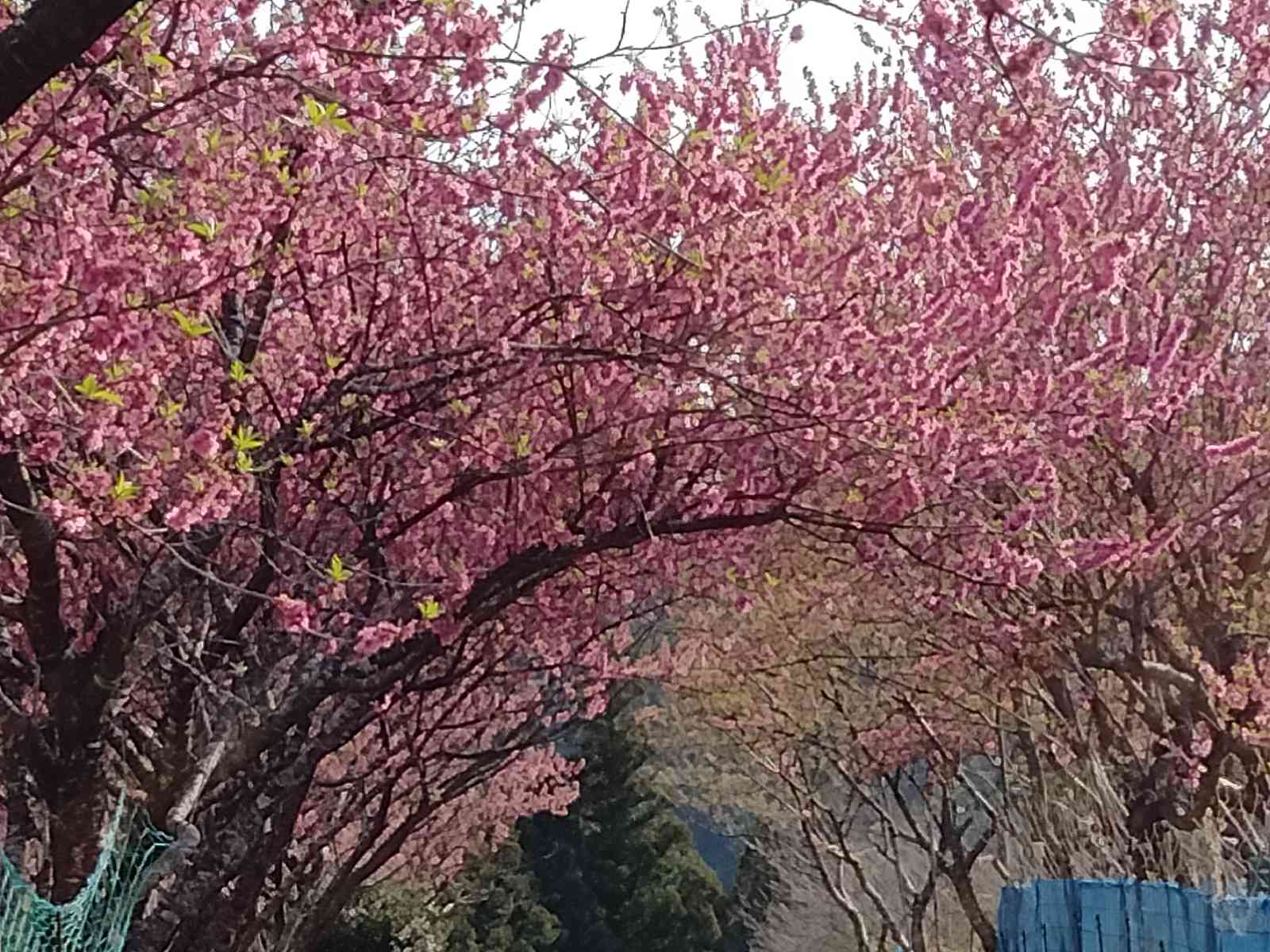 投稿された画像
