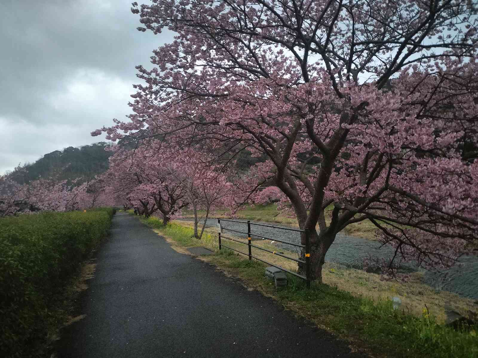 投稿された画像