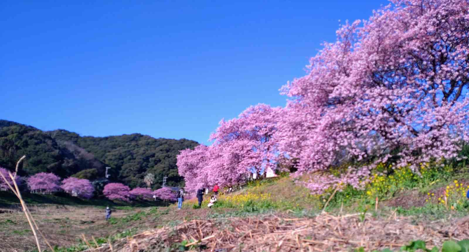 道の駅 下賀茂温泉　湯の花の写真