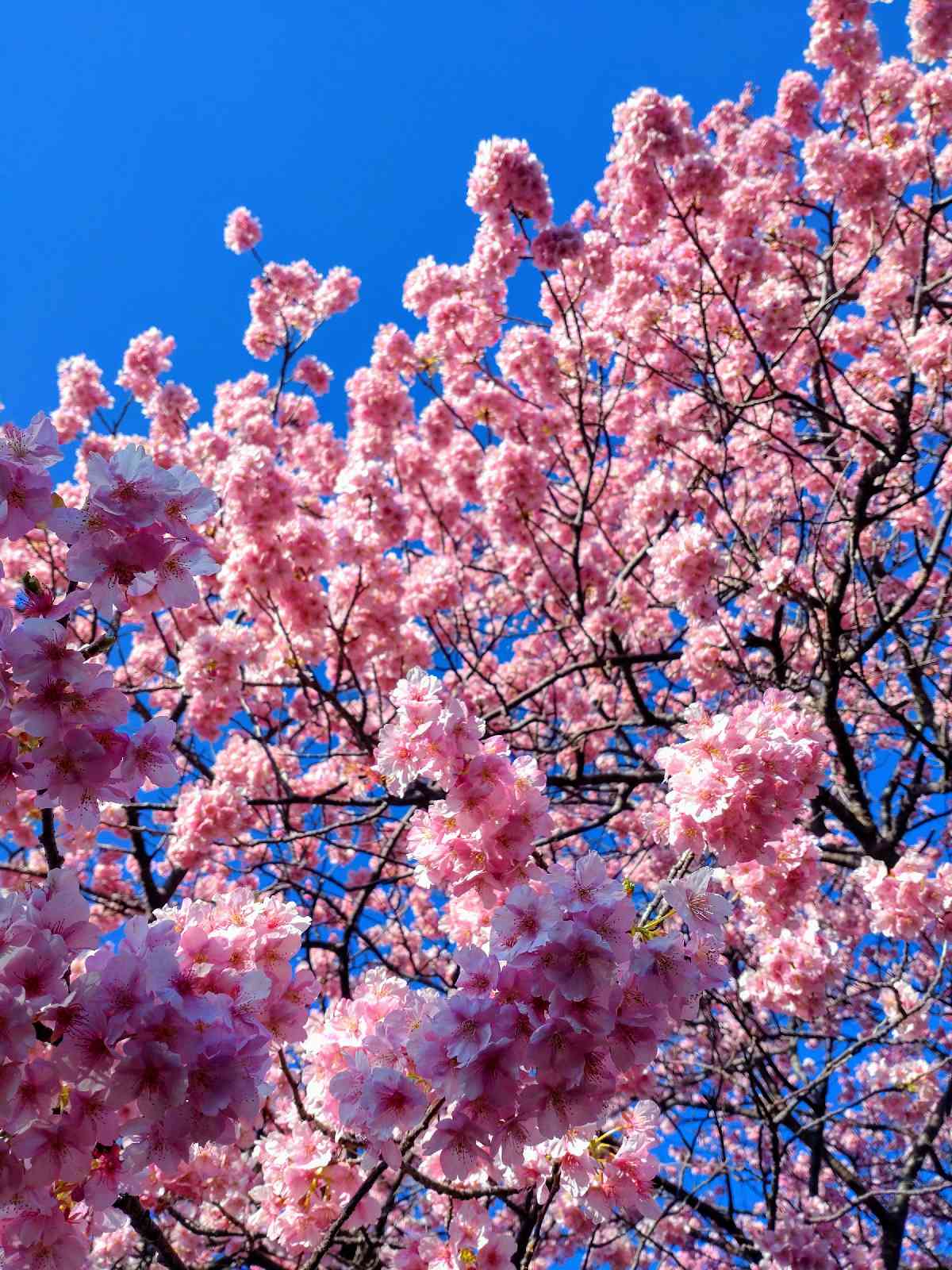 道の駅 下賀茂温泉　湯の花の写真