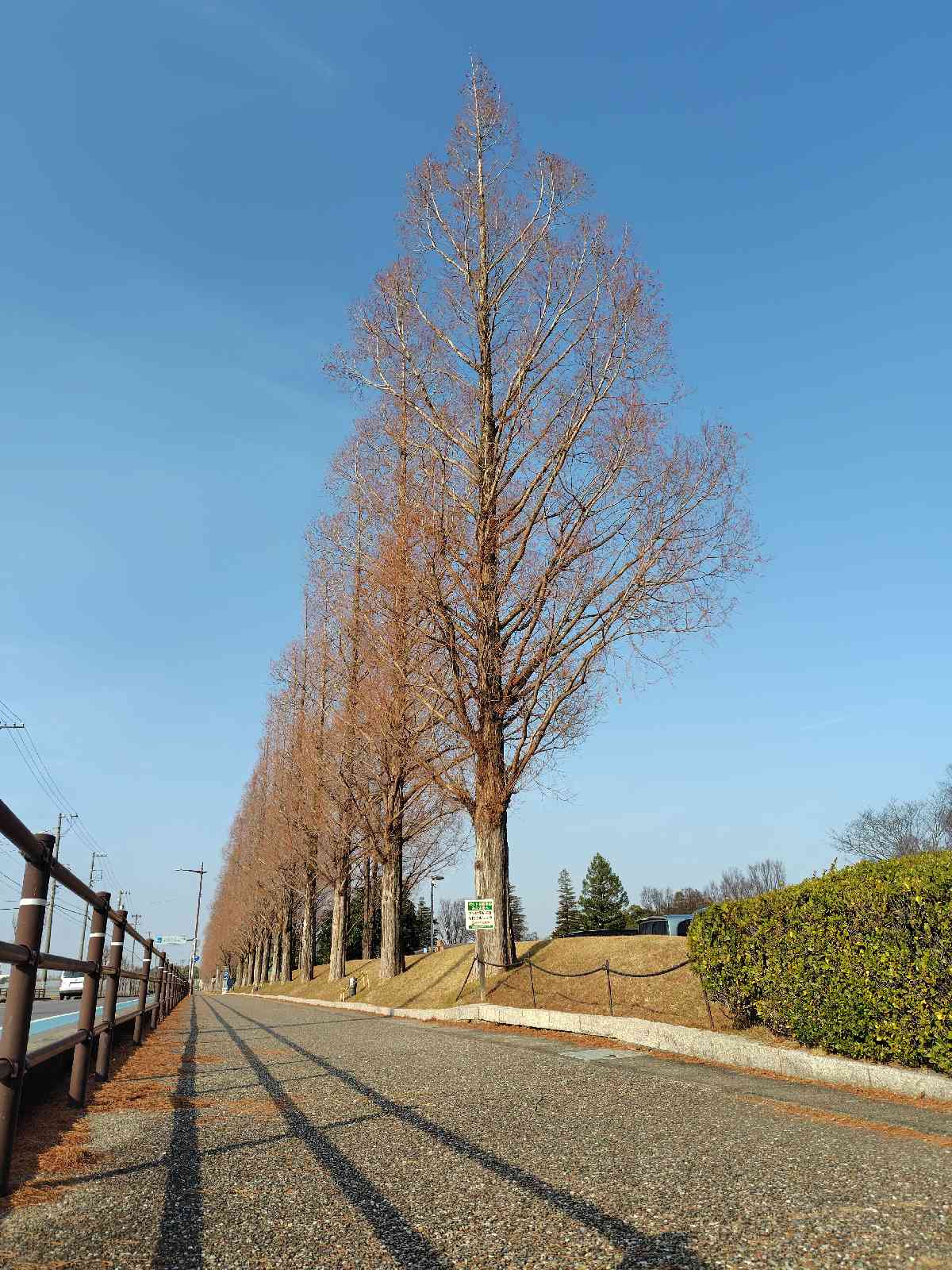 道の駅 デンパーク安城の写真