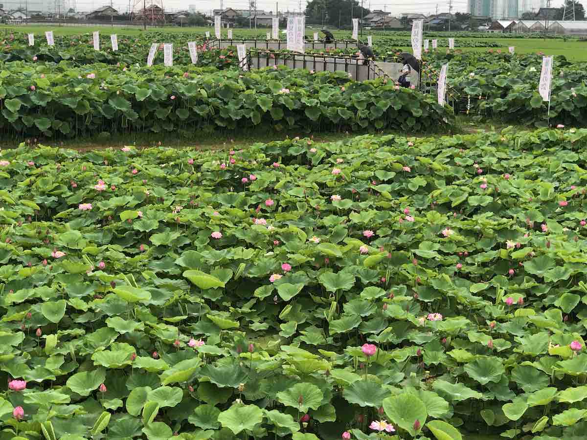 投稿された画像