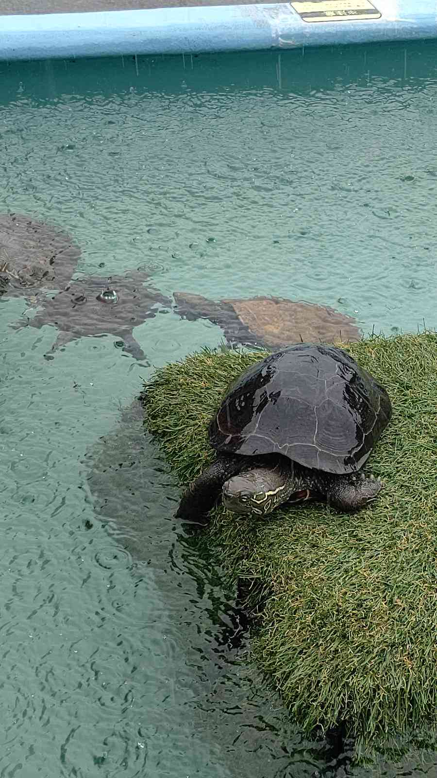 投稿された画像