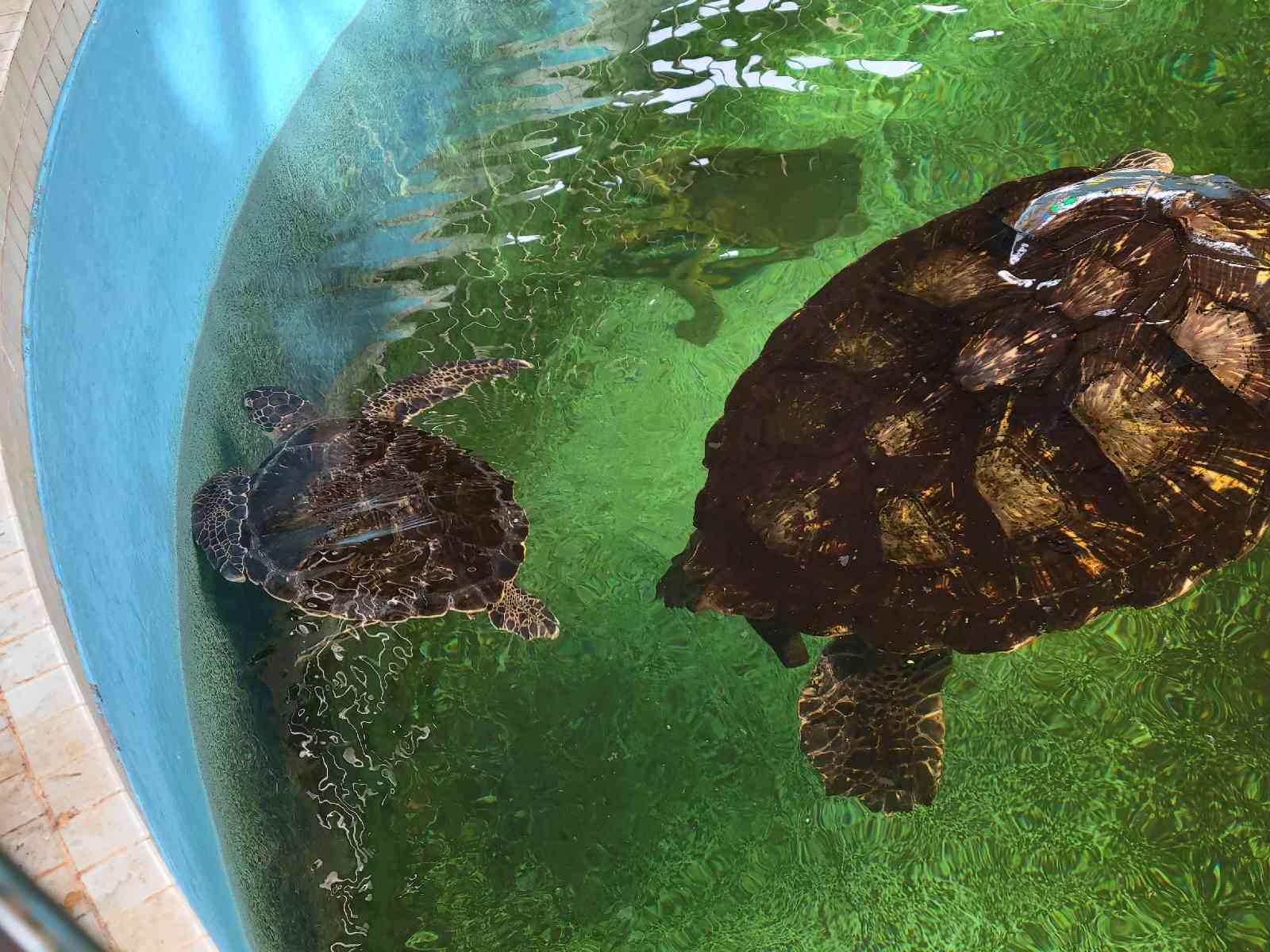 投稿された画像
