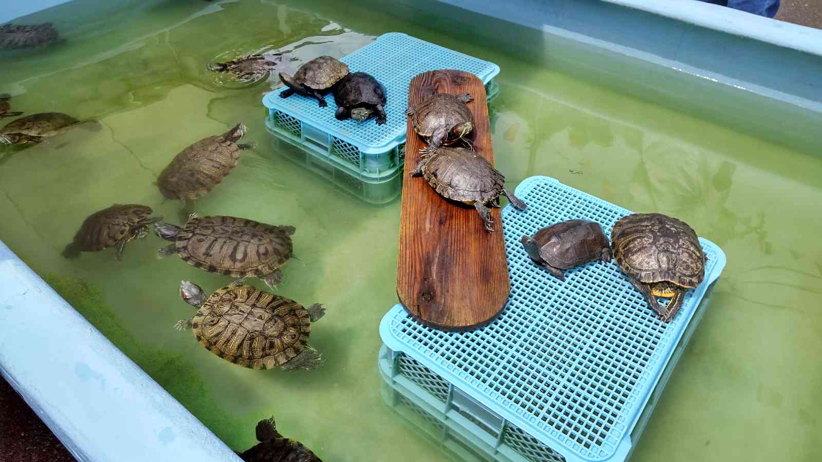 投稿された画像
