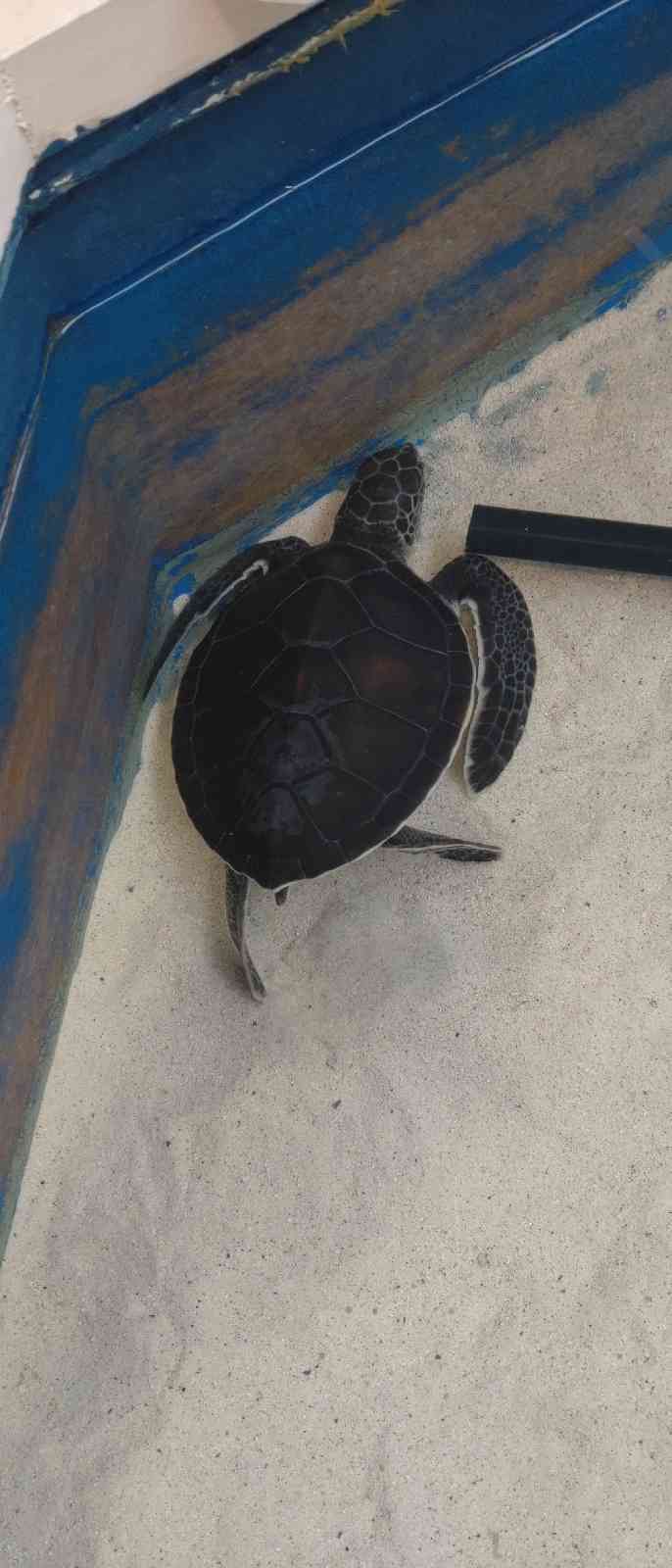 道の駅 紀宝町ウミガメ公園の写真