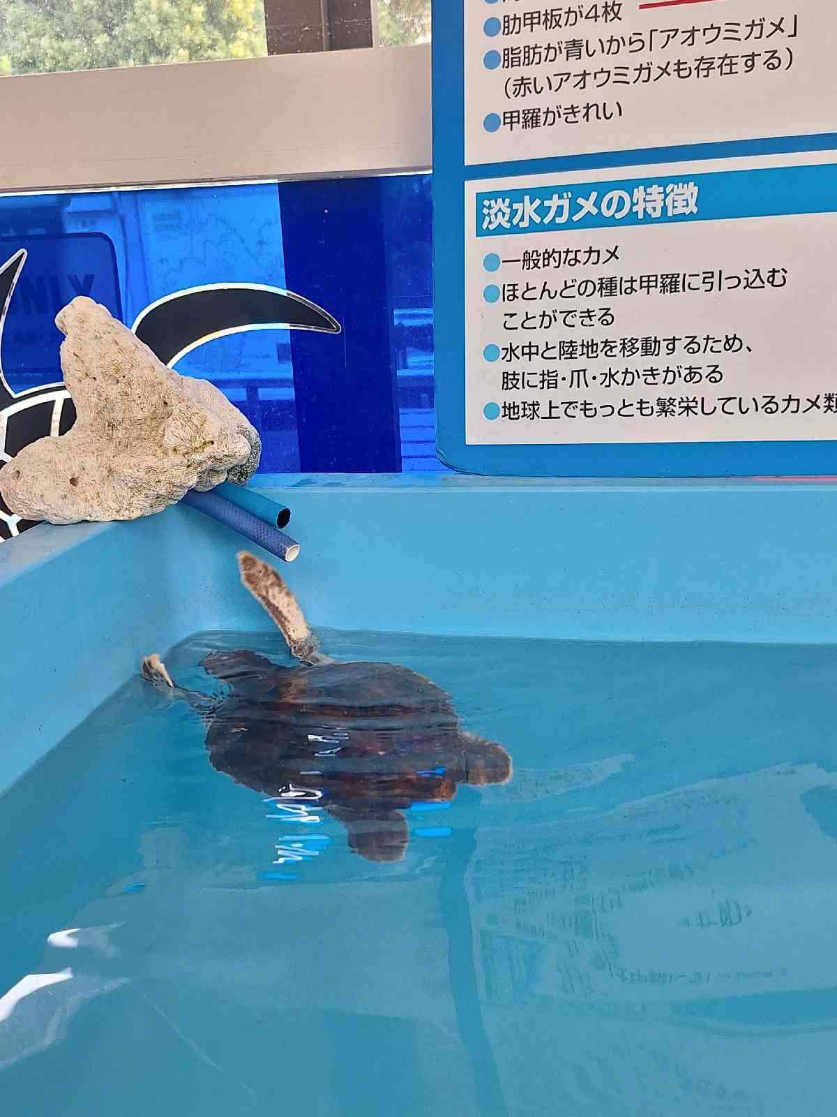 道の駅 紀宝町ウミガメ公園の写真