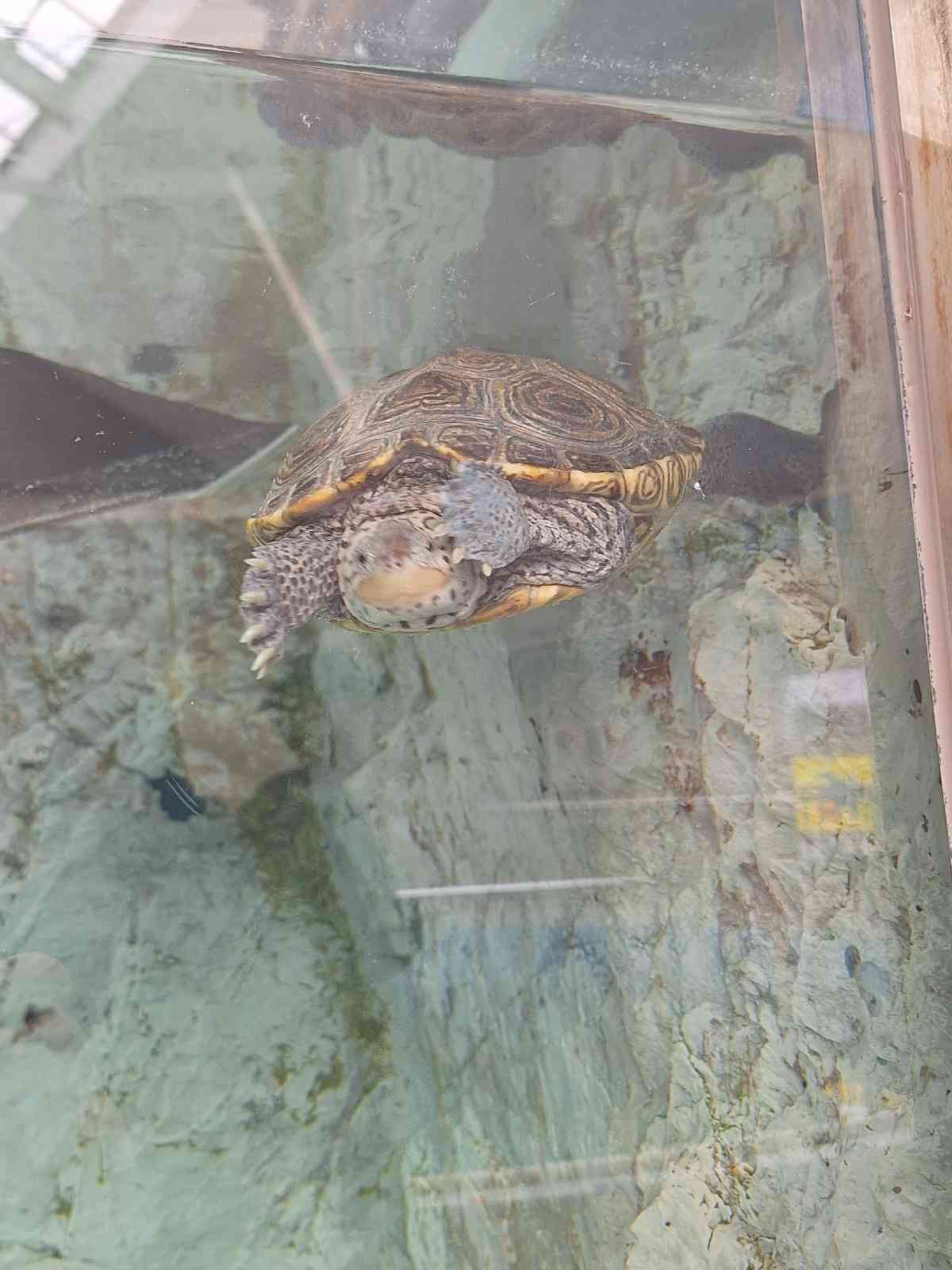 道の駅 紀宝町ウミガメ公園の写真