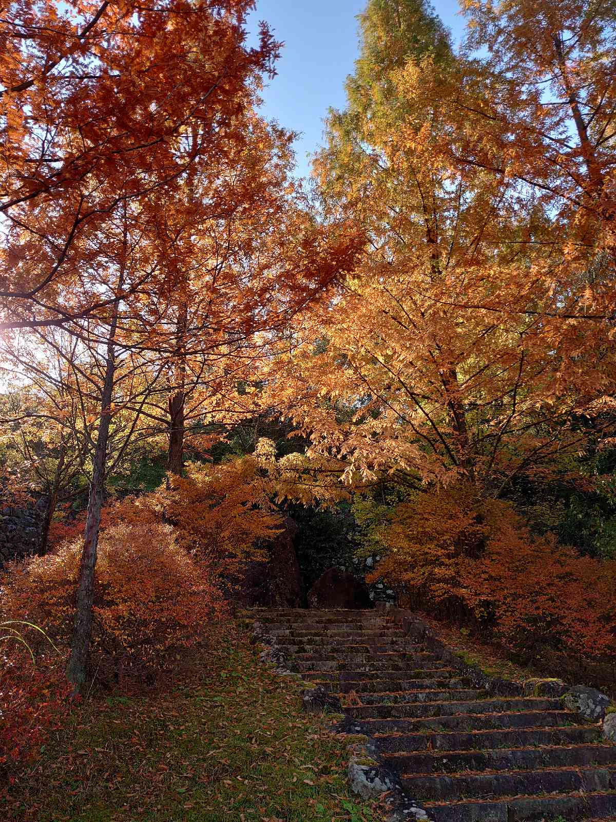 投稿された画像