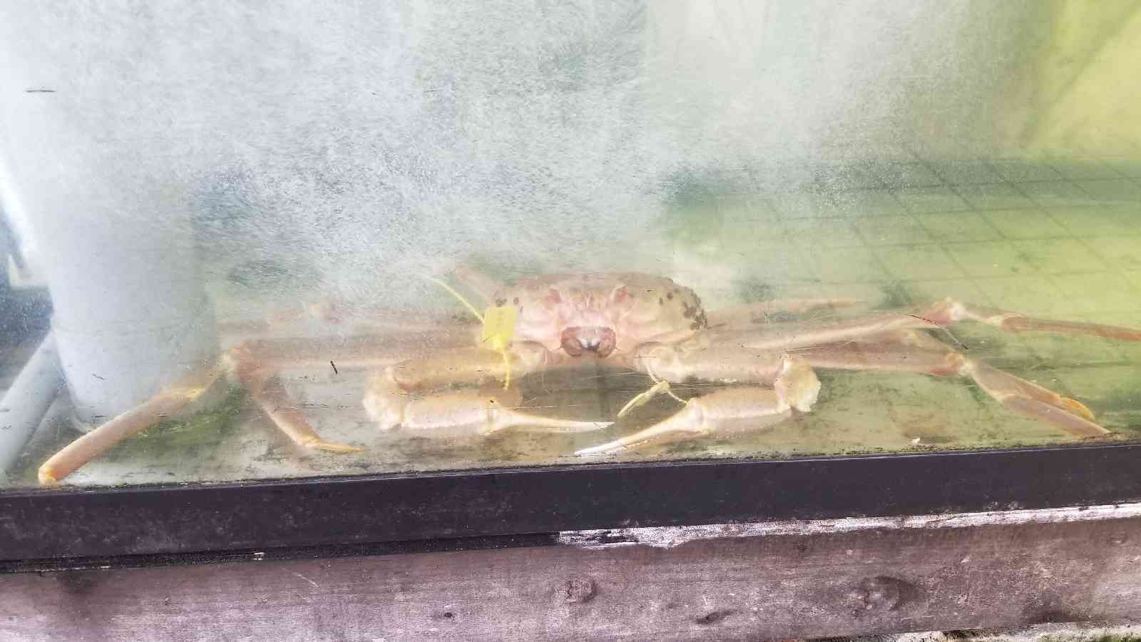投稿された画像
