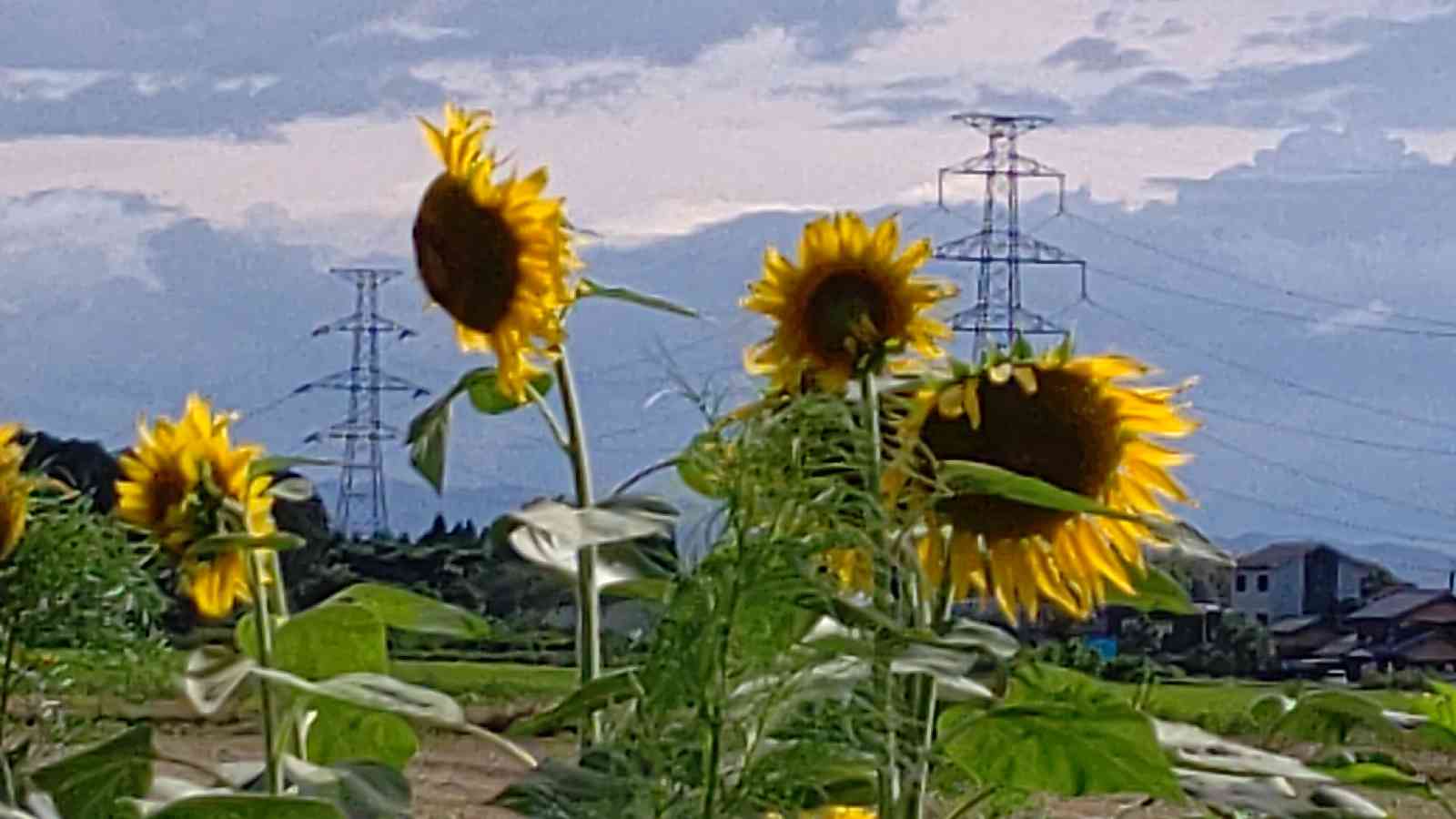 投稿された画像
