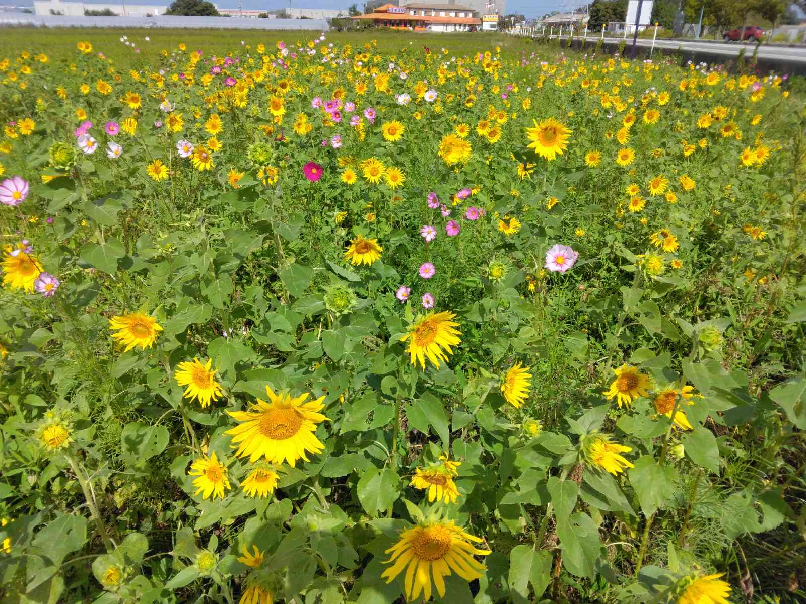 道の駅 東近江市あいとうマーガレットステーションの写真