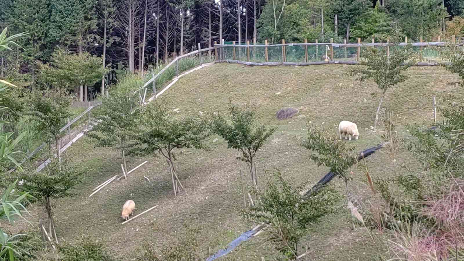 投稿された画像