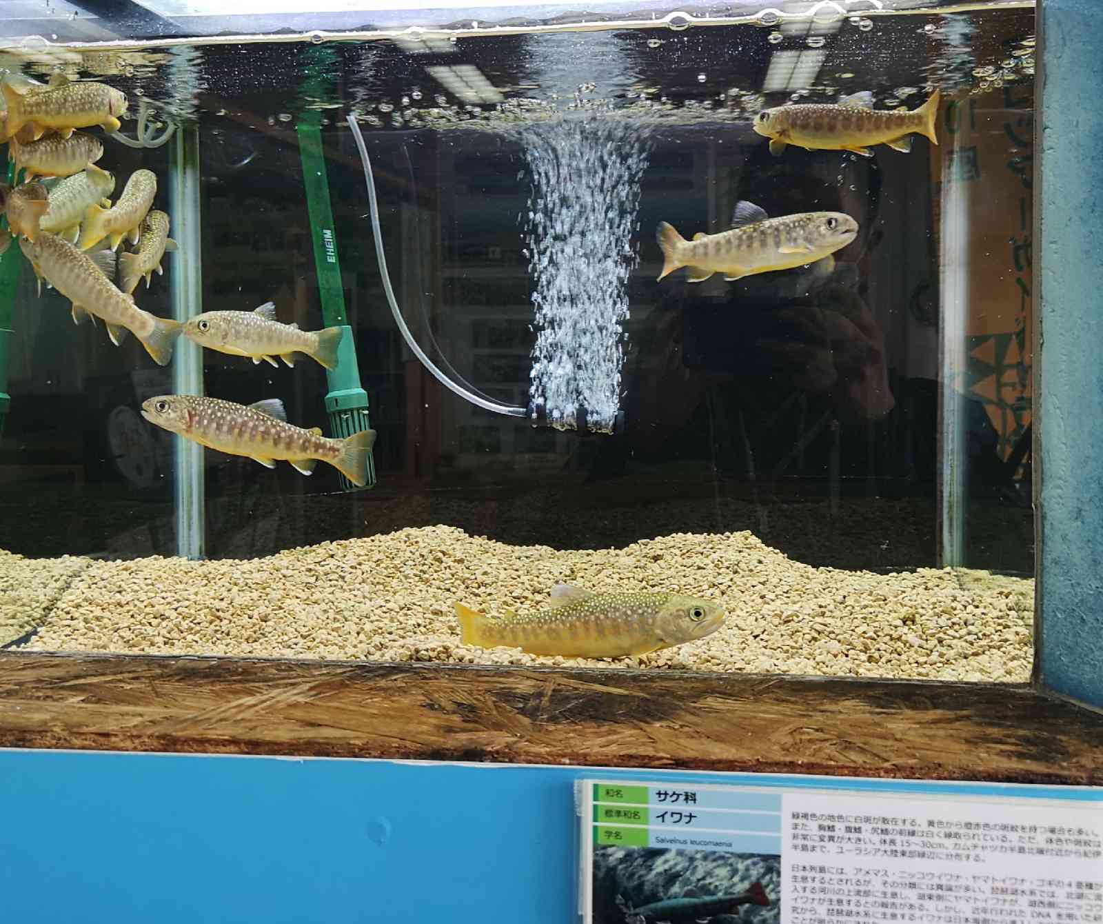 道の駅 奥永源寺渓流の里の写真