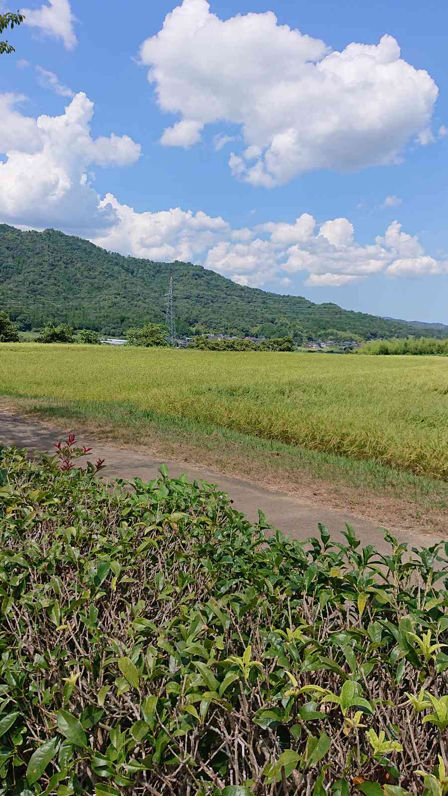 投稿された画像