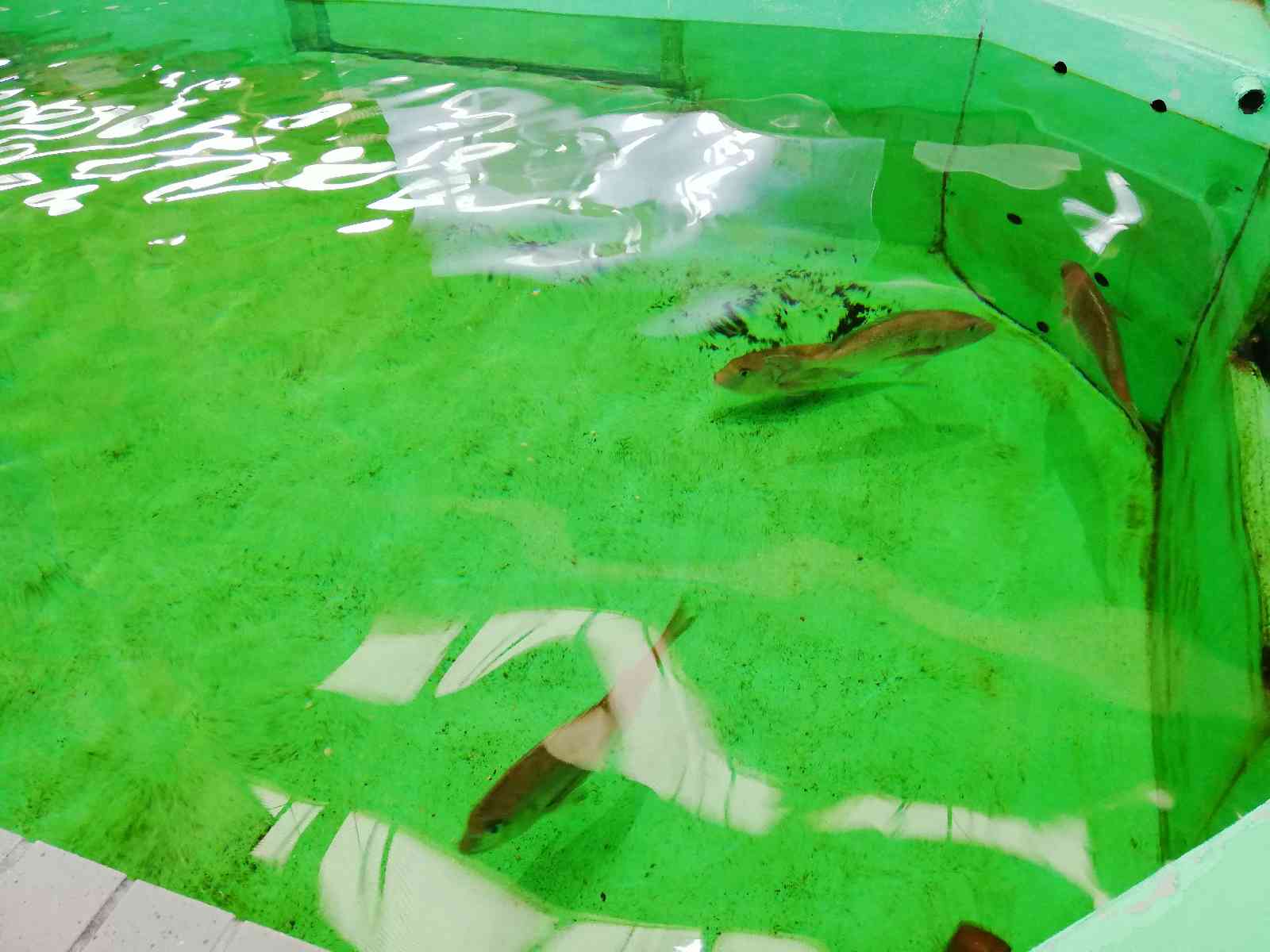 投稿された画像